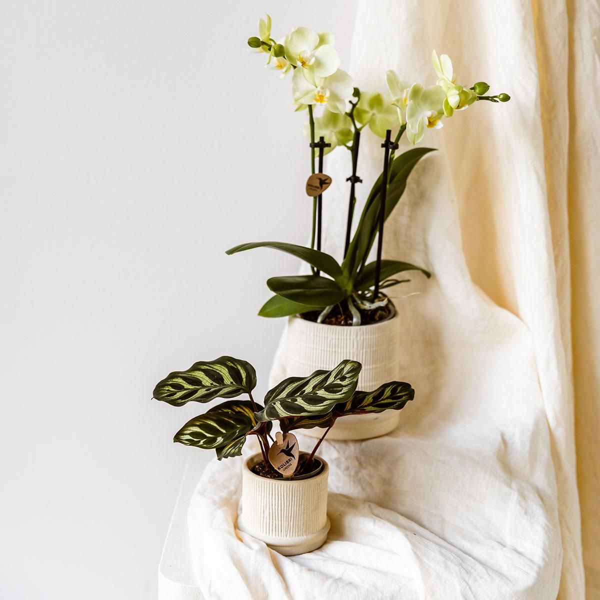 Kolibri Home | Bali sierpot - Off White - Ø6cm (8785279224075)