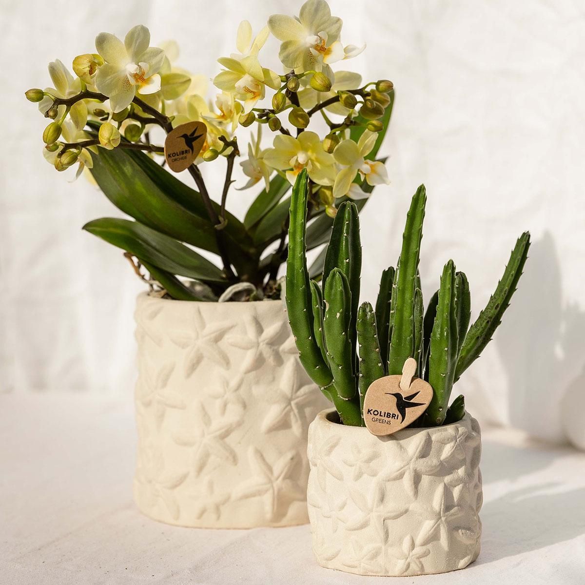 Kolibri Home | Star Fish sierpot - Off White - Ø9cm (8785279224105)