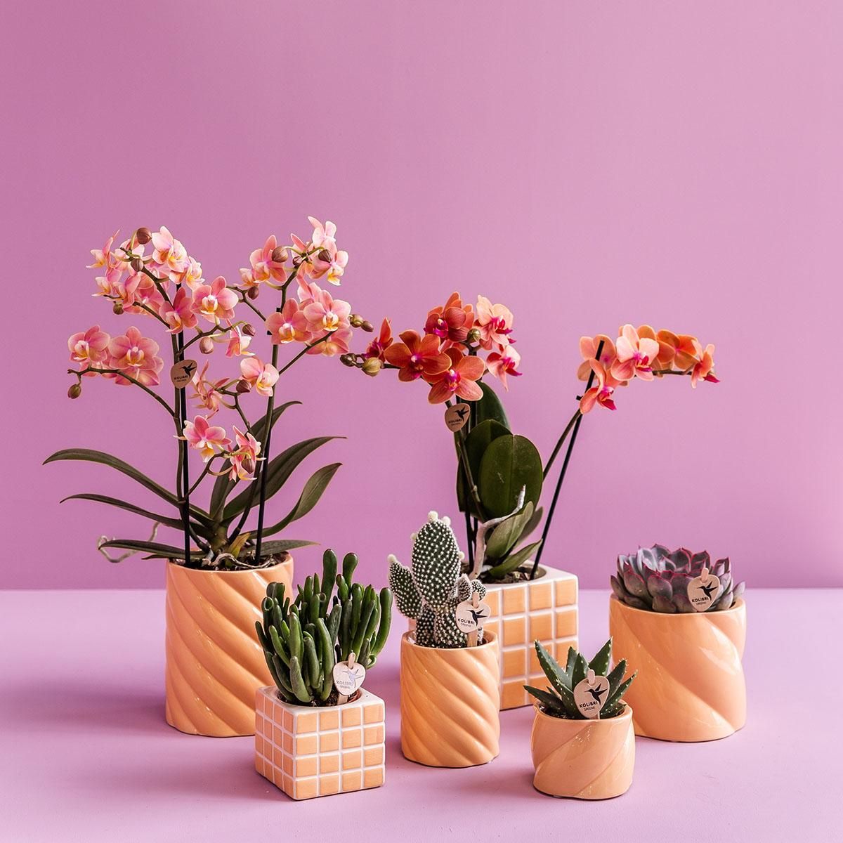 Kolibri Home | Candy sierpot | Hoog - Peach - Ø9cm (8785279222941)