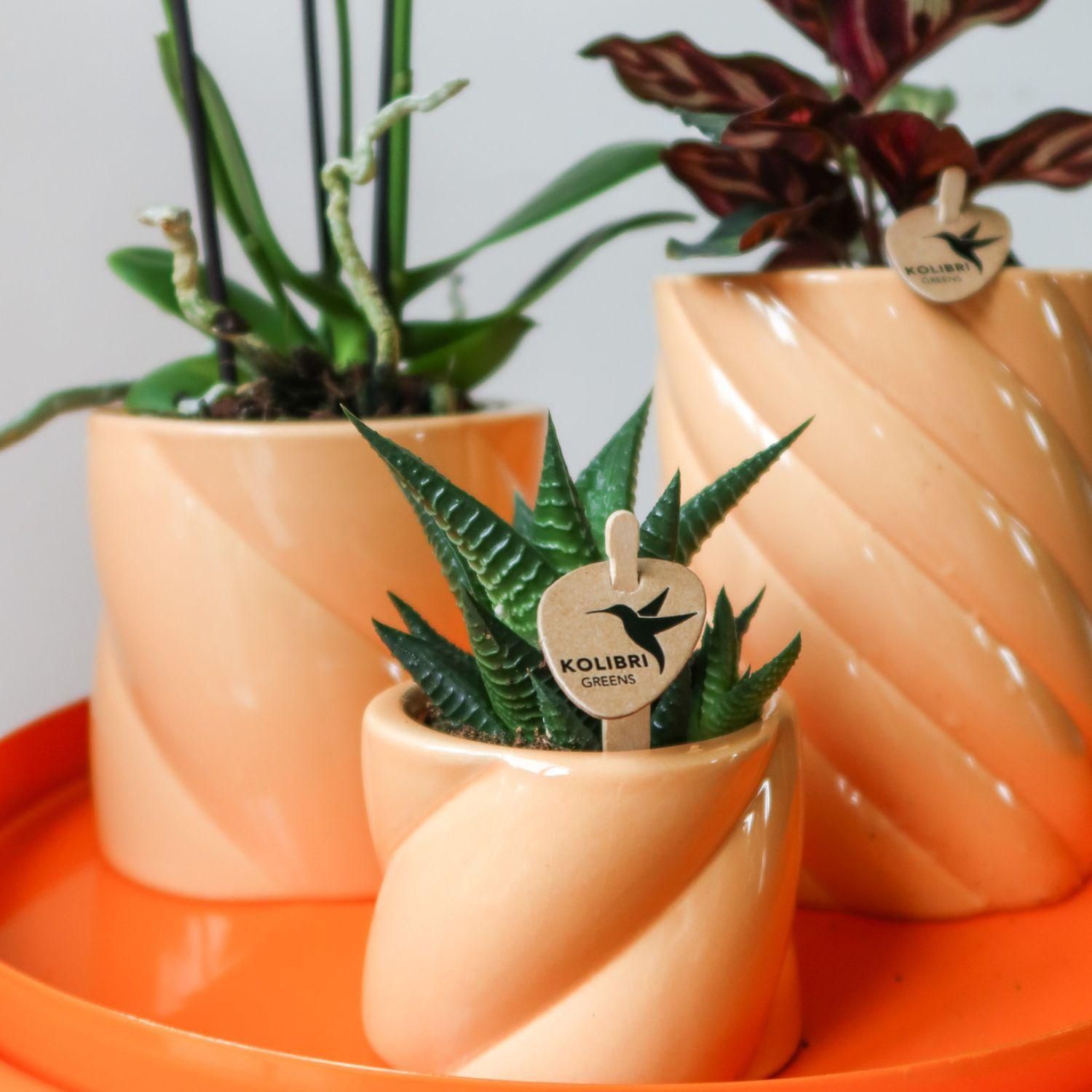Kolibri Home | Candy sierpot | Hoog - Peach - Ø9cm (8785279222941)