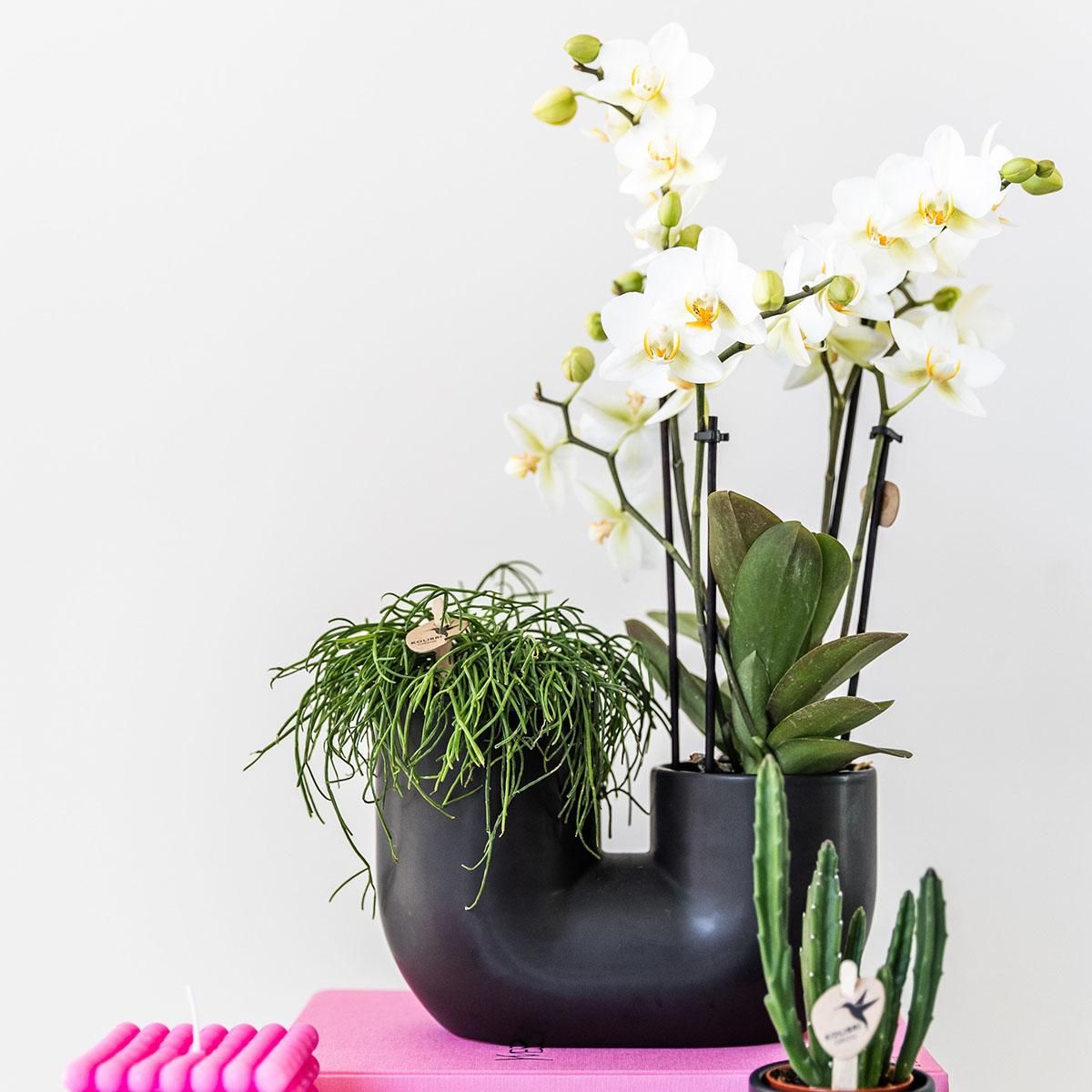 Kolibri Home | Tube sierpot - Black (8785279223764)