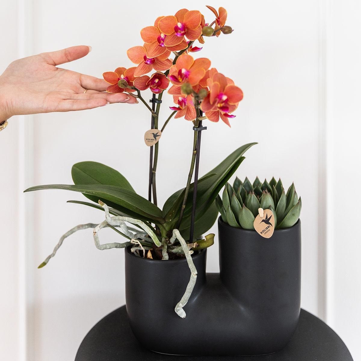 Kolibri Home | Tube sierpot - Black (8785279223764)