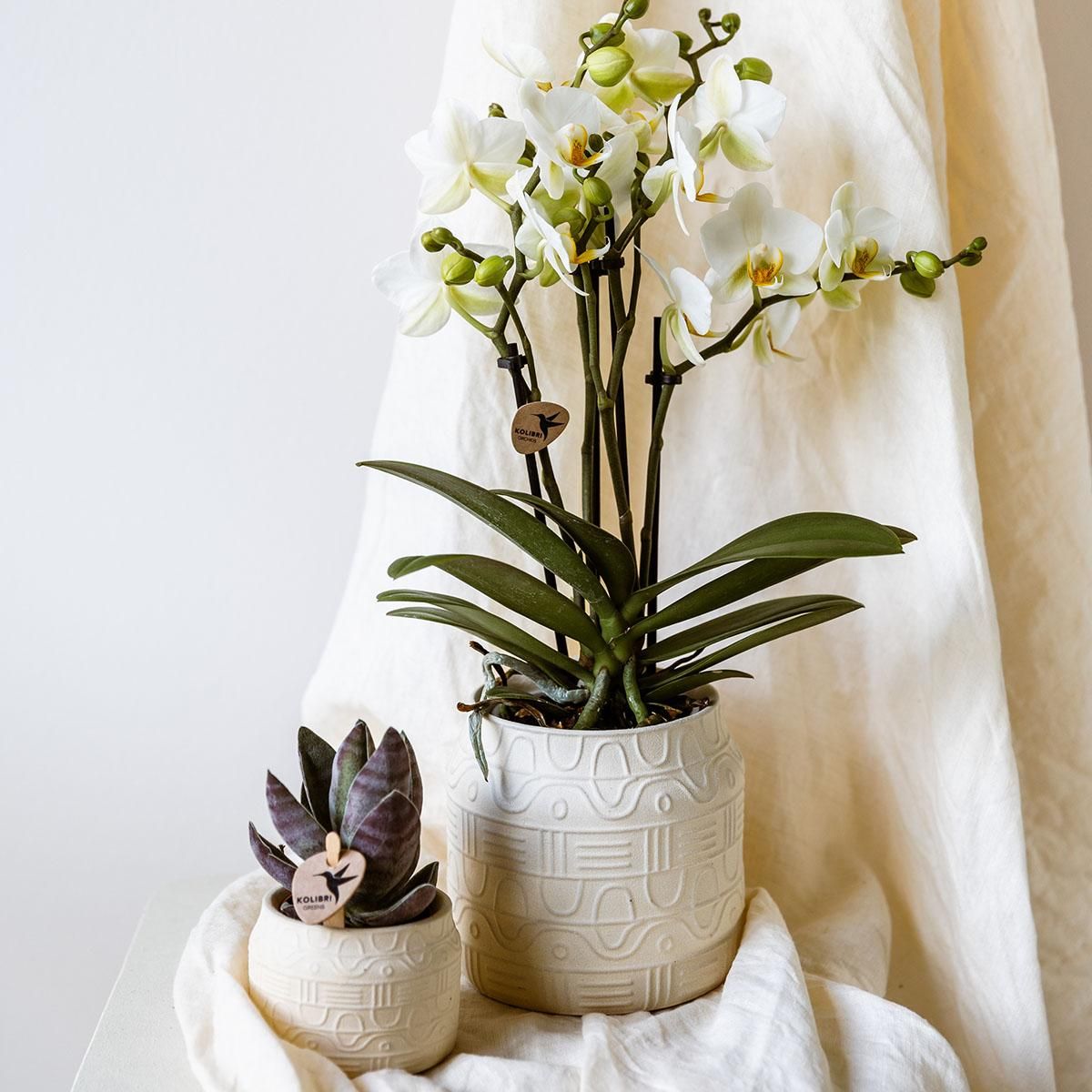 Kolibri Home | Hyroglyph sierpot - Off White - Ø9cm (8785279224082)