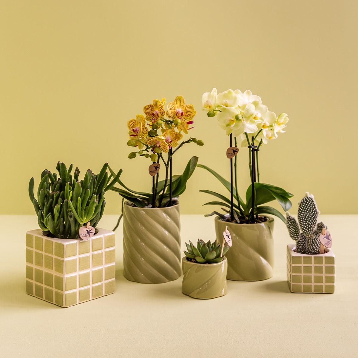 Kolibri Home | Candy sierpot | Hoog - Green - Ø9cm (8785279222972)