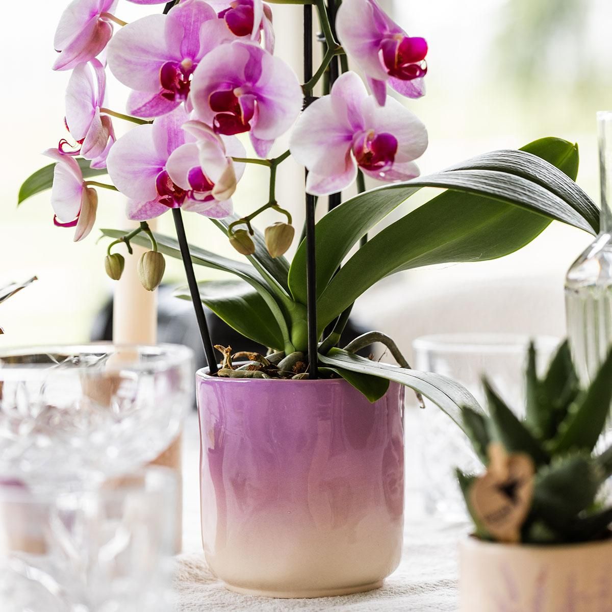 Kolibri Home | Gradience sierpot - Pink - Ø9cm (6152838482467)