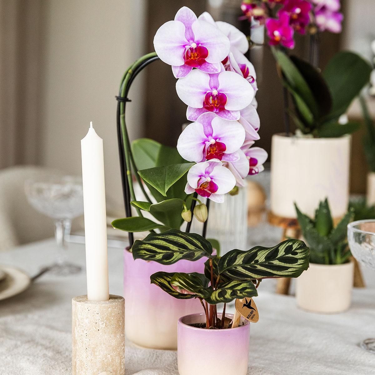 Kolibri Home | Gradience sierpot - Pink - Ø9cm (6152838482467)