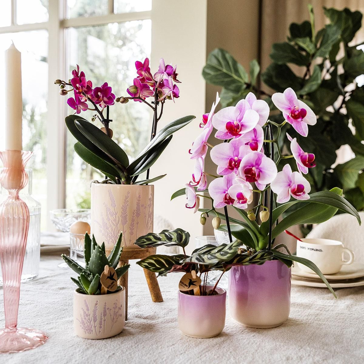 Kolibri Home | Gradience sierpot - Pink - Ø9cm (6152838482467)