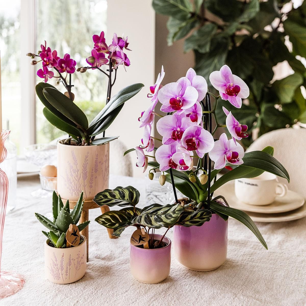 Kolibri Home | Gradience sierpot - Pink - Ø9cm (6152838482467)