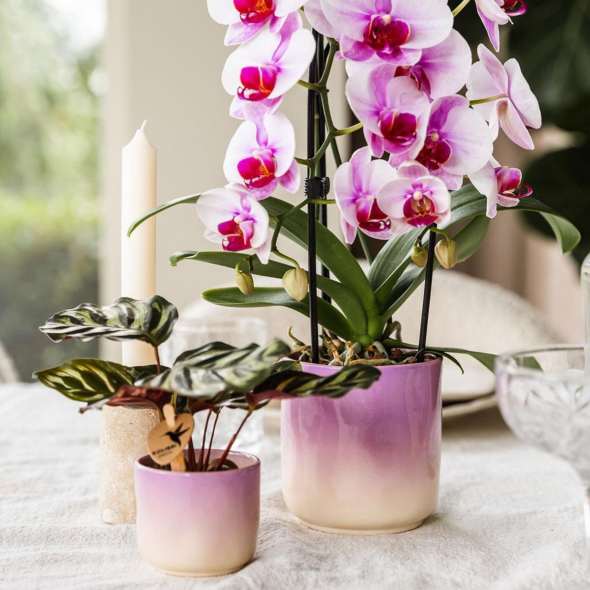 Kolibri Home | Gradience sierpot - Pink - Ø9cm (6152838482467)