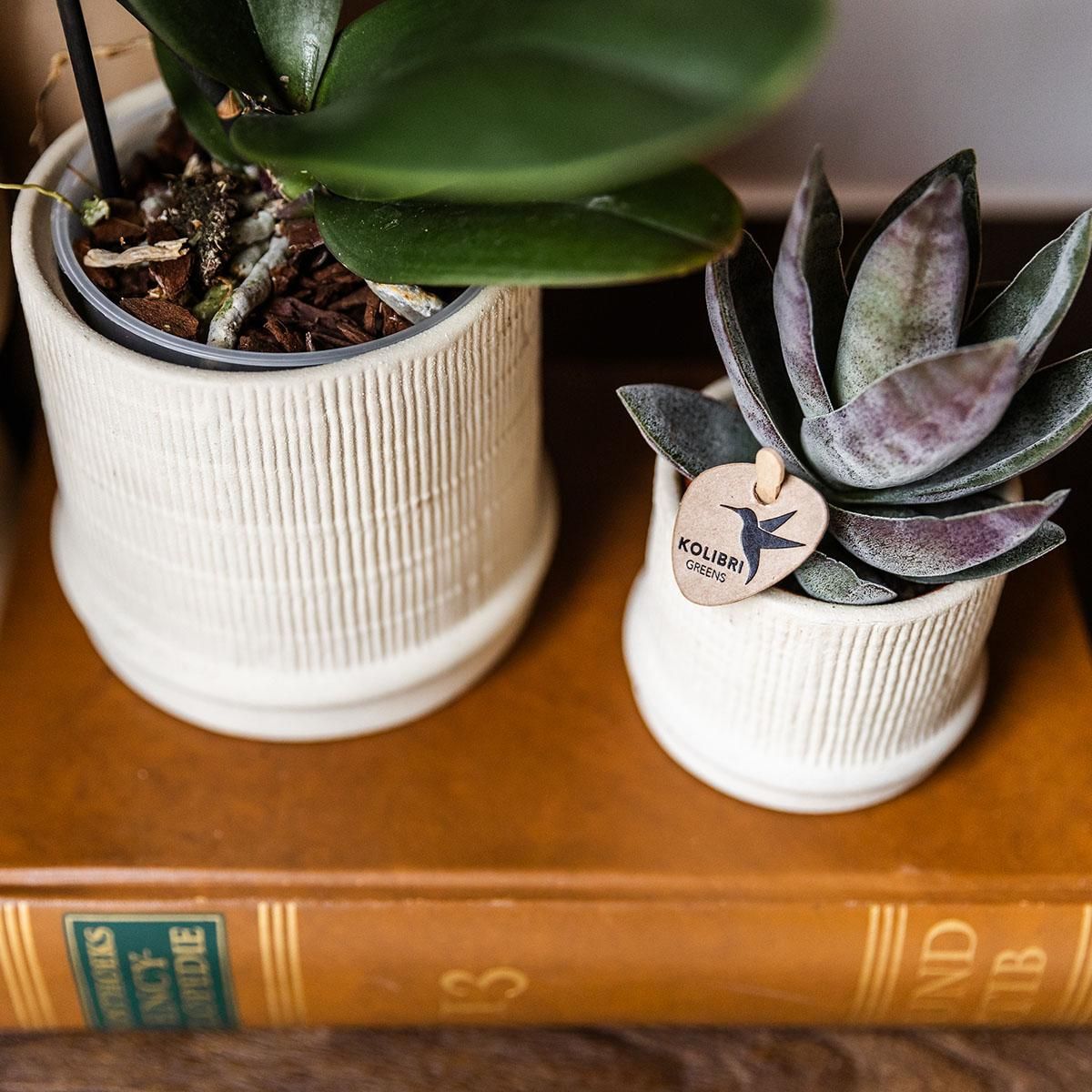 Kolibri Home | Bali sierpot - Off White - Ø9cm (8785279224068)