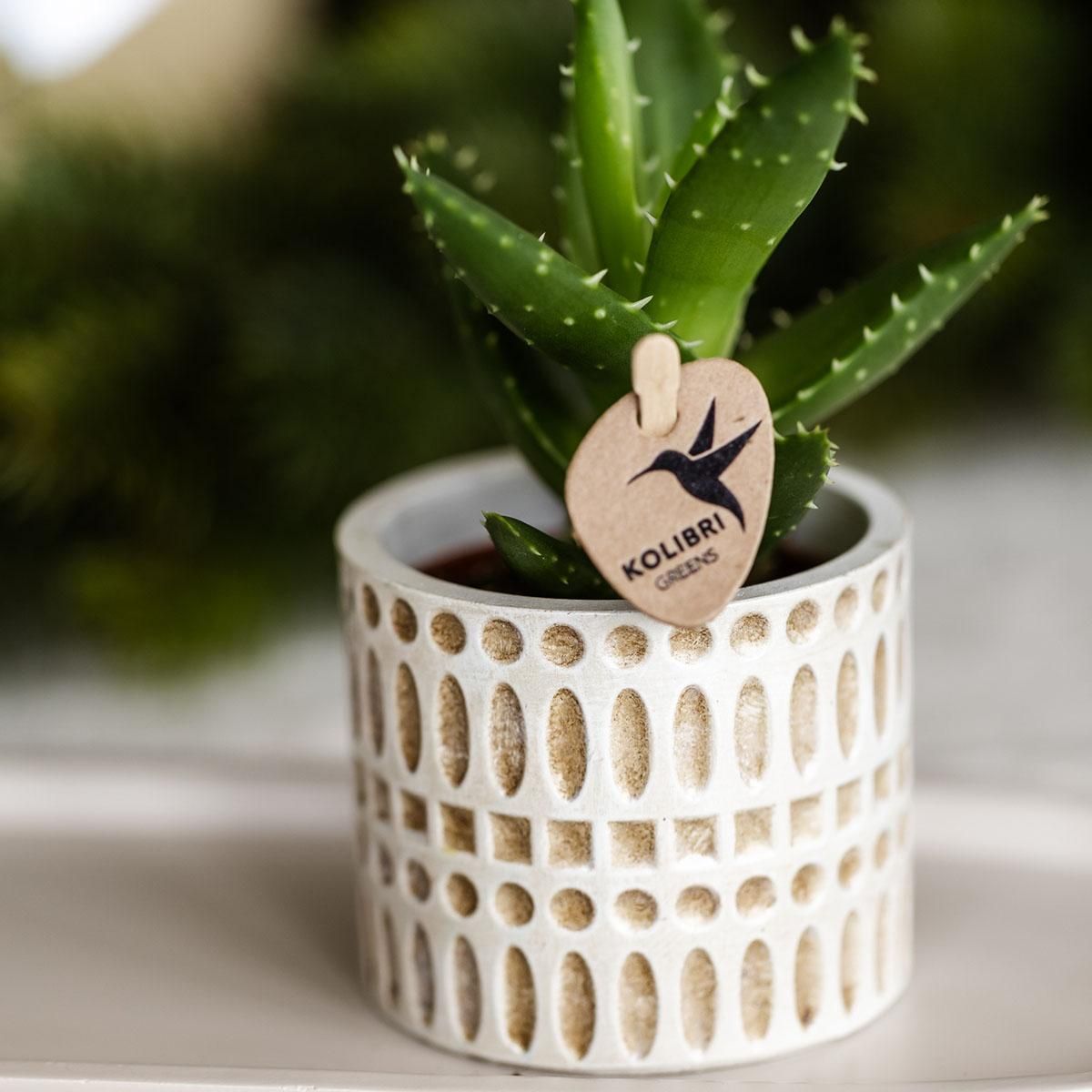Kolibri Home | Mozaïek sierpot - Ø6cm (7865885232419)