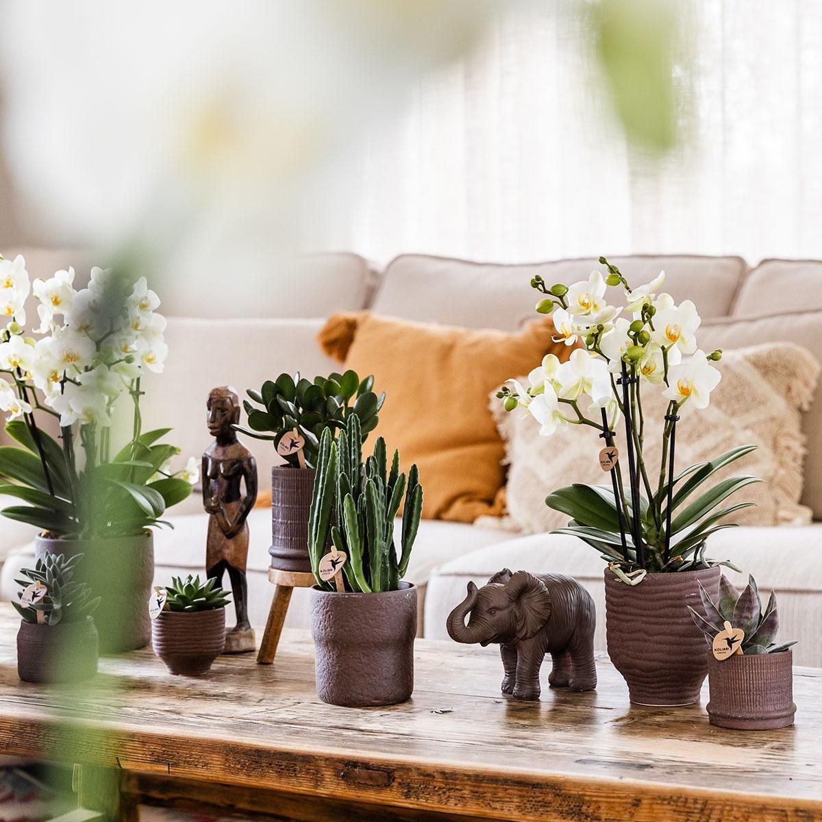 Kolibri Home | Bali sierpot - Brown - Ø6cm (7865885142022)