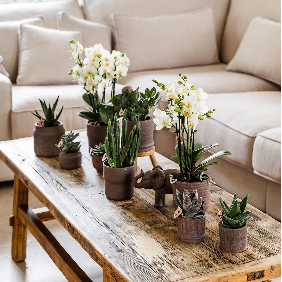 Kolibri Home | Bali sierpot - Brown - Ø6cm (7865885142022)