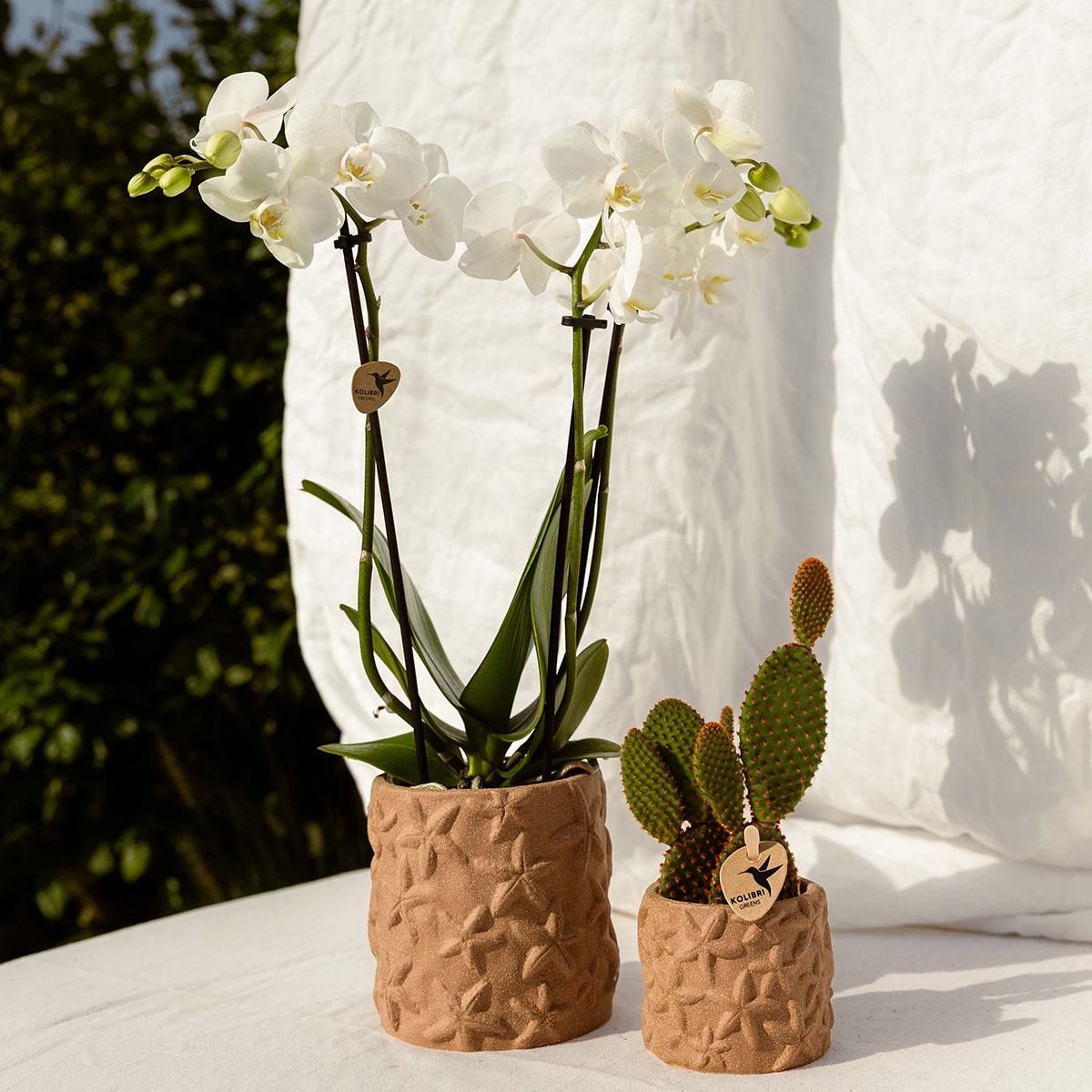 Kolibri Home | Star Fish sierpot - Sand - Ø9cm (8785279224129)