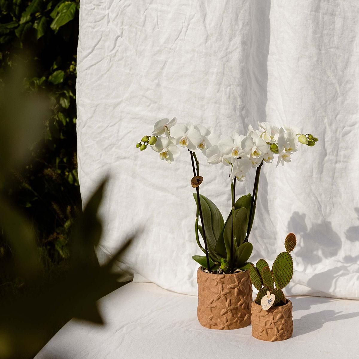 Kolibri Home | Star Fish sierpot - Sand - Ø9cm (8785279224129)