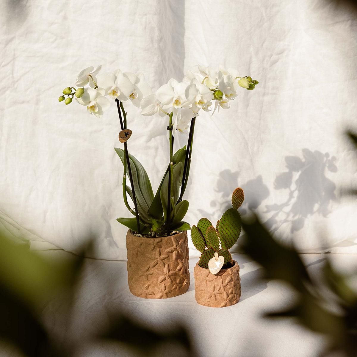 Kolibri Home | Star Fish sierpot - Sand - Ø9cm (8785279224129)