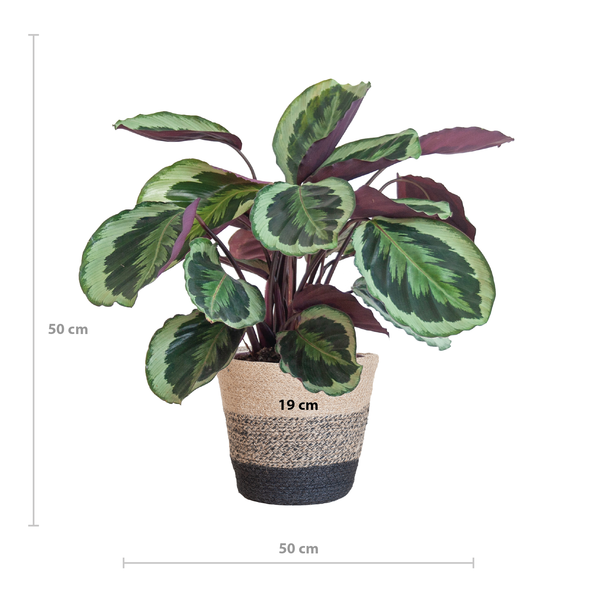 Calathea Medaillon met Lissabon mand zwart (8721042063113)