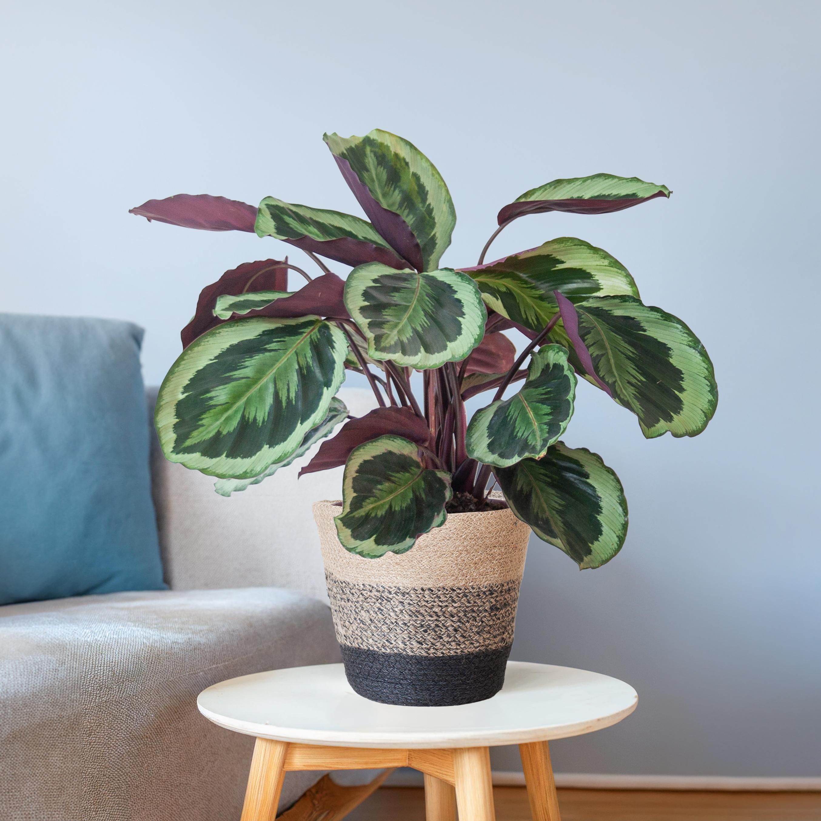 Calathea Medaillon met Lissabon mand zwart (8721042063113)