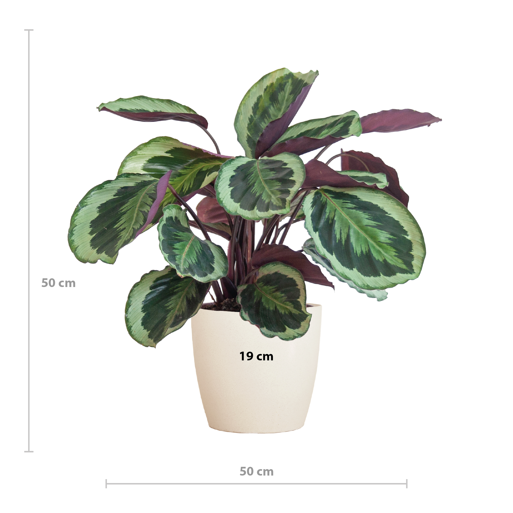 Calathea Medaillon met Viber wit (8721042063137)