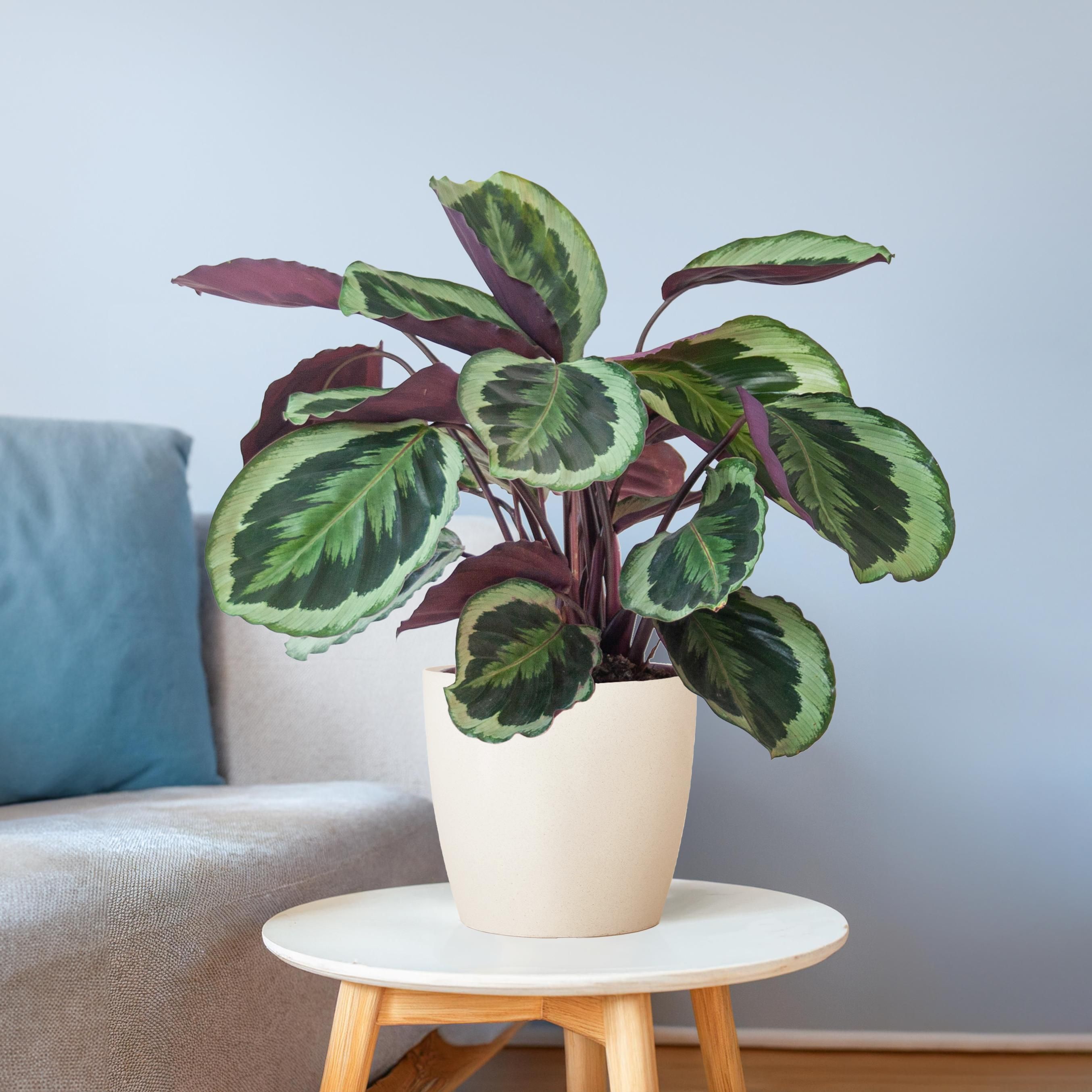 Calathea Medaillon met Viber wit (8721042063137)