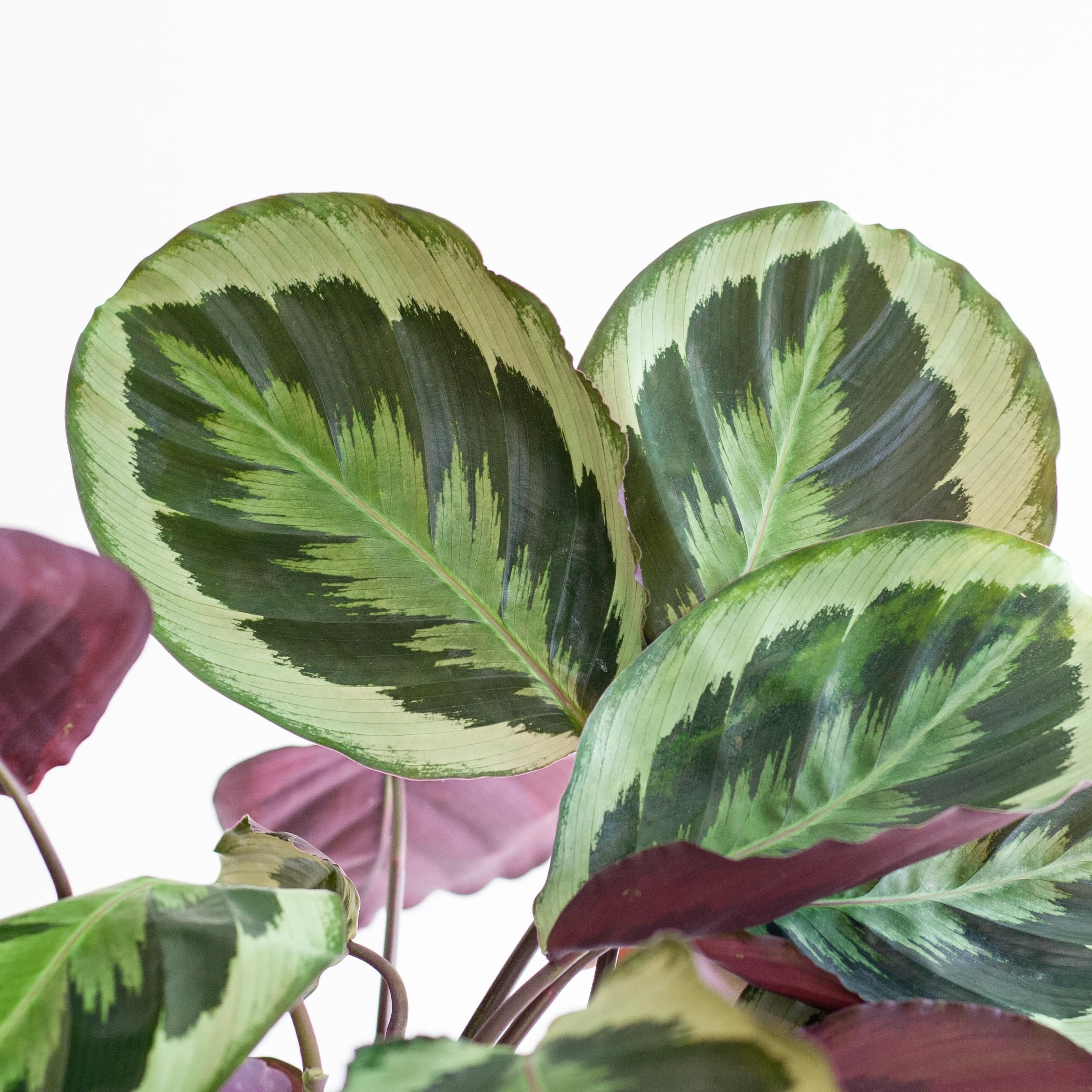 Calathea Medaillon met Viber wit (8721042063137)