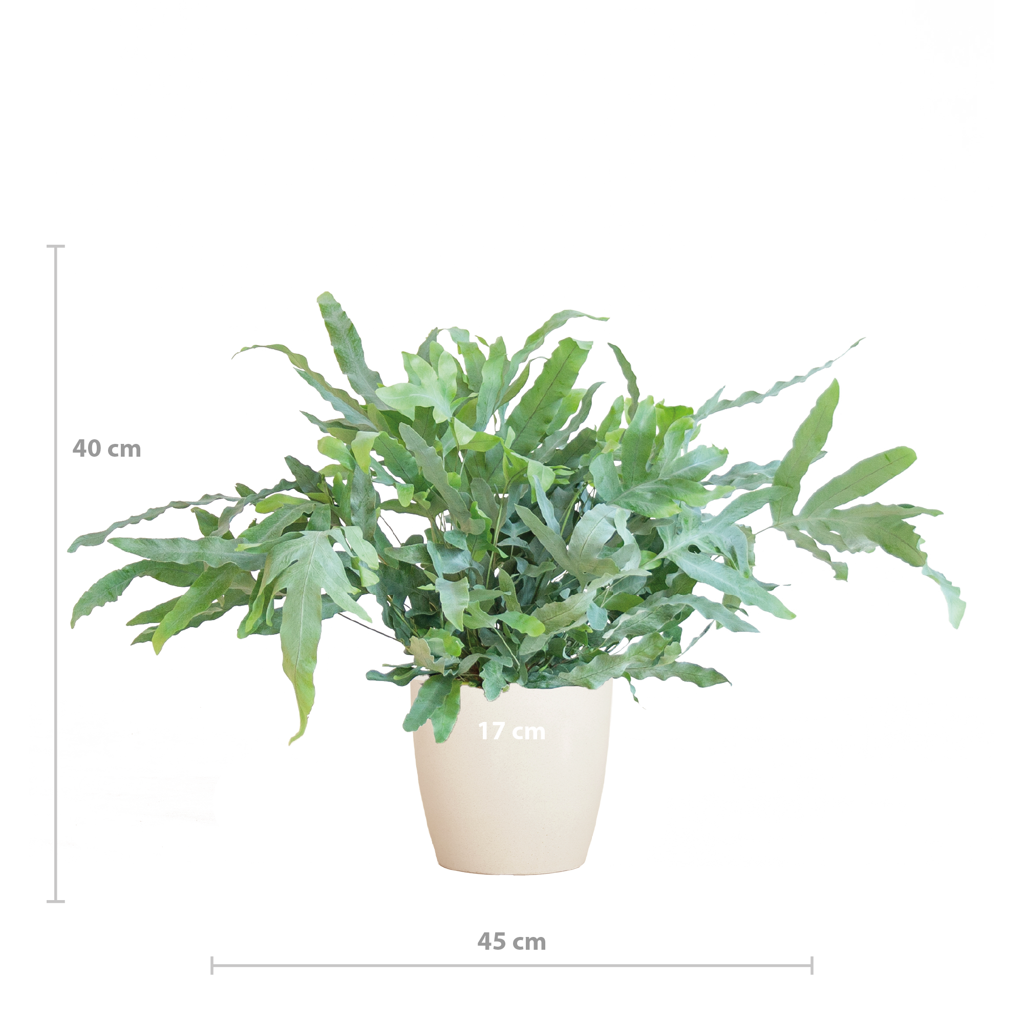 Phlebodium Aureum 'Blue Star' met Viber wit (8721042063618)