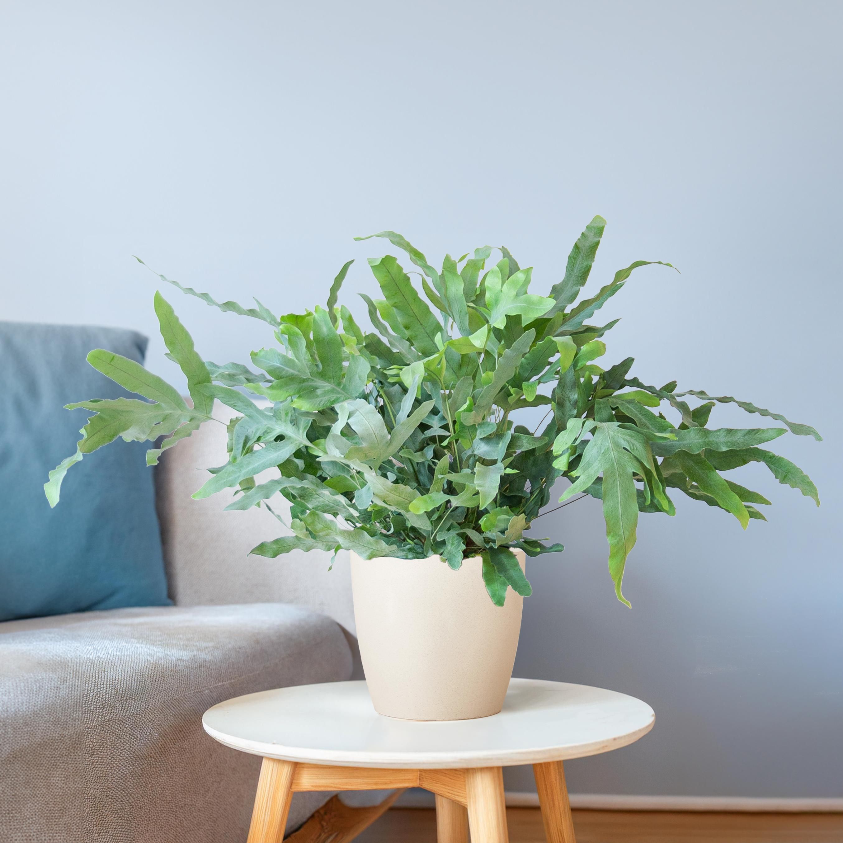Phlebodium Aureum 'Blue Star' met Viber wit (8721042063618)
