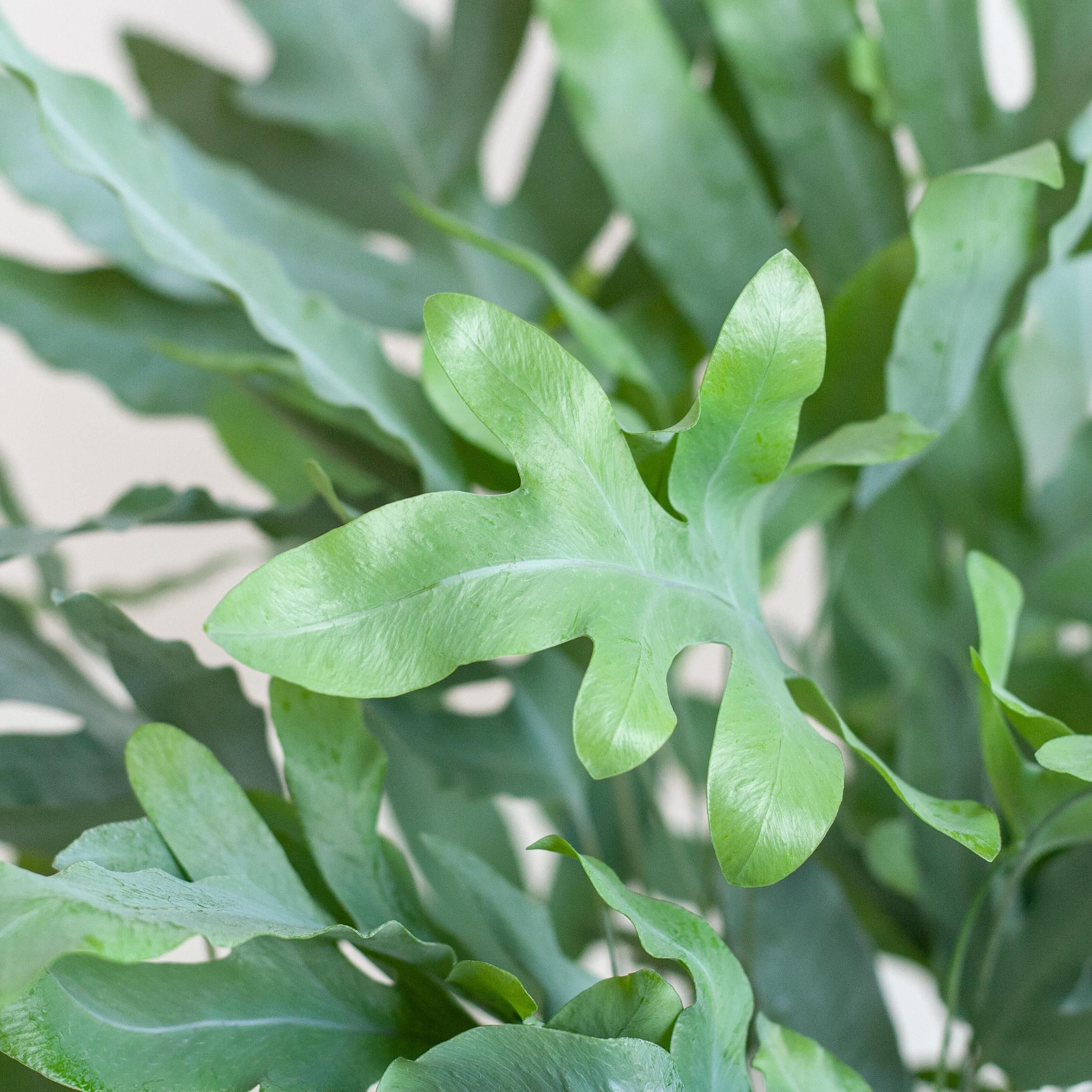 Phlebodium Aureum 'Blue Star' met Viber wit (8721042063618)