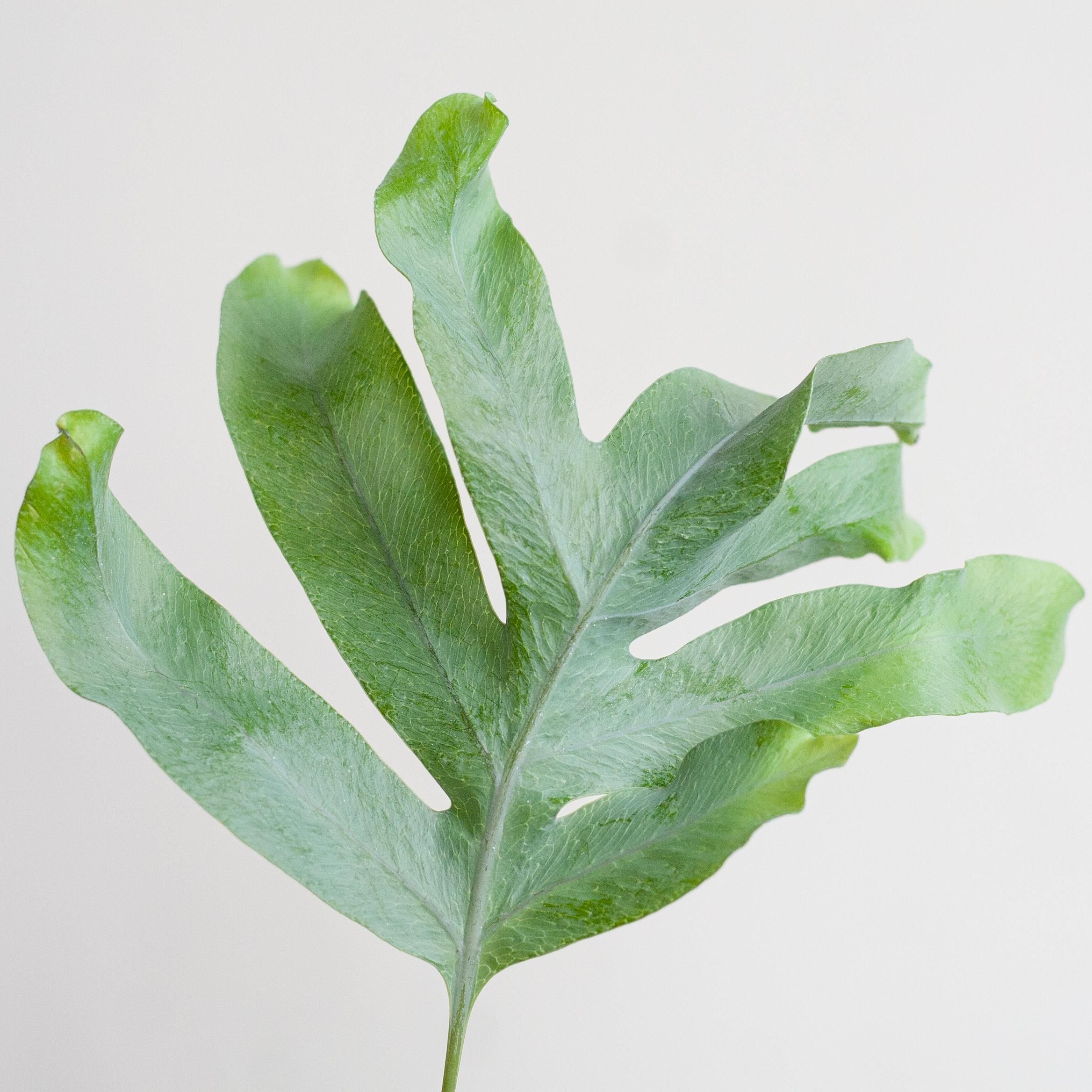 Phlebodium Aureum 'Blue Star' met Viber wit (8721042063618)