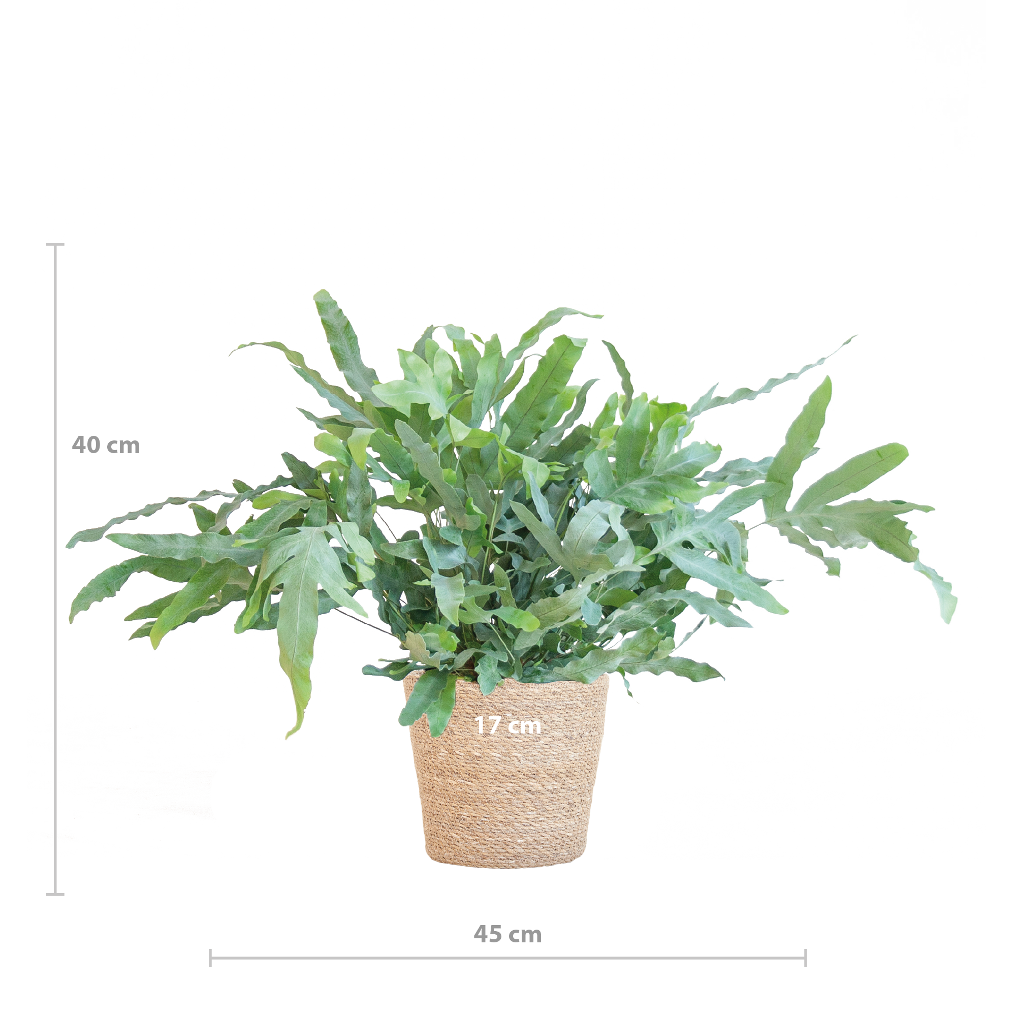 Phlebodium Aureum 'Blue Star' met Mand Sofia naturel (8721042063601)