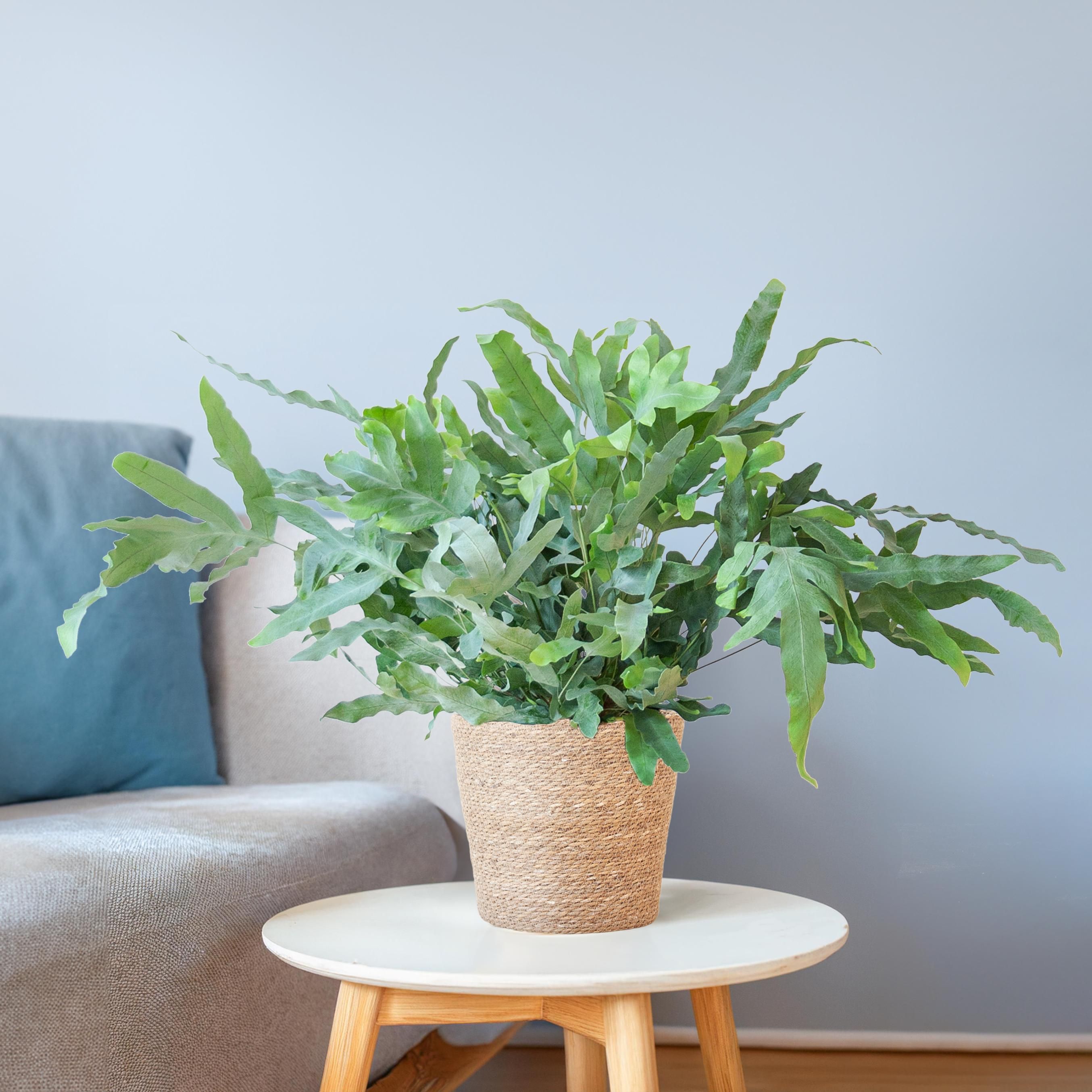 Phlebodium Aureum 'Blue Star' met Mand Sofia naturel (8721042063601)