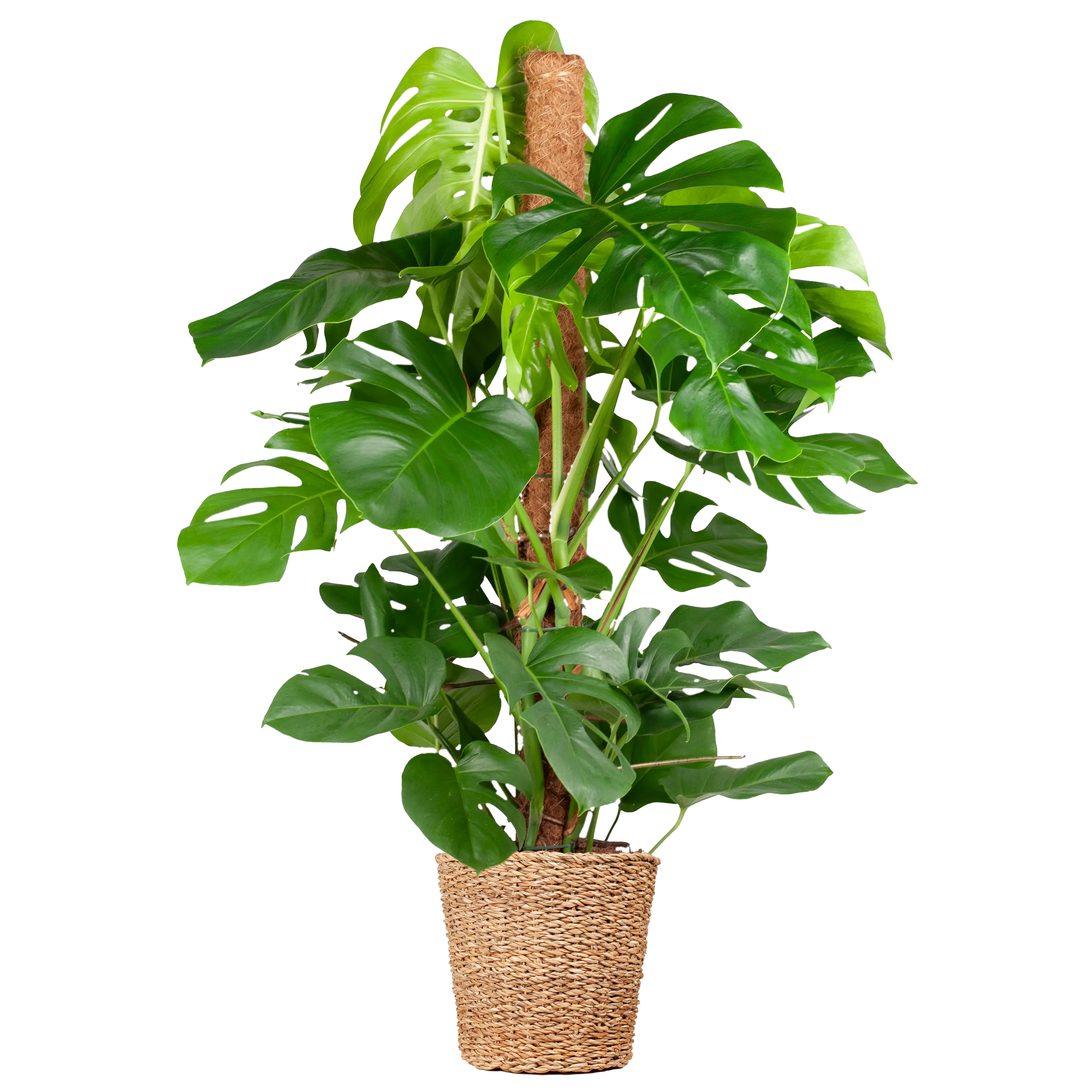 Grote kamerplanten