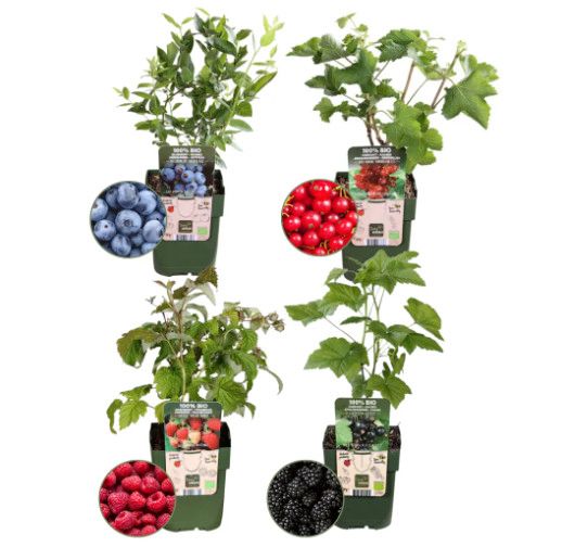 Buitenplanten