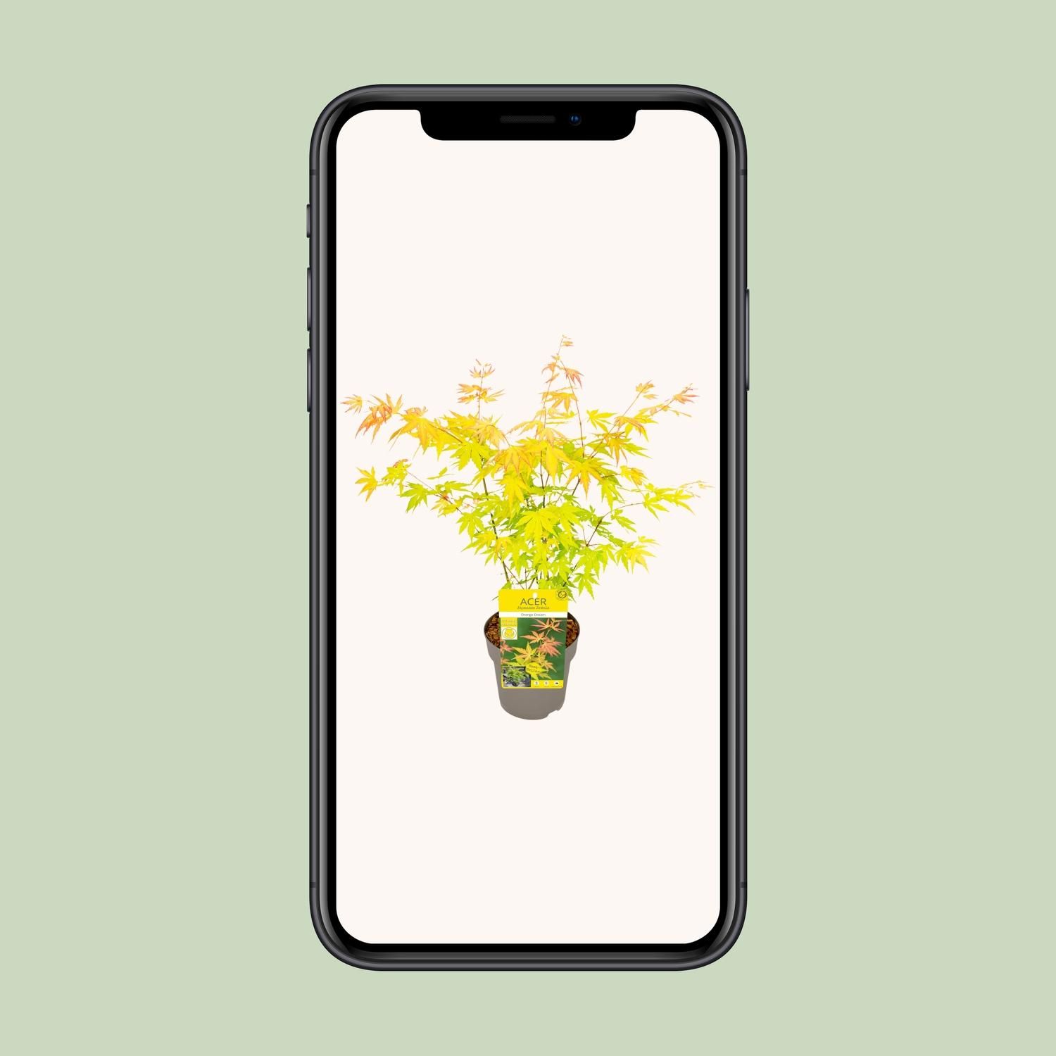 Son & koot Acer palmatum Orange Dream (8718182418231)