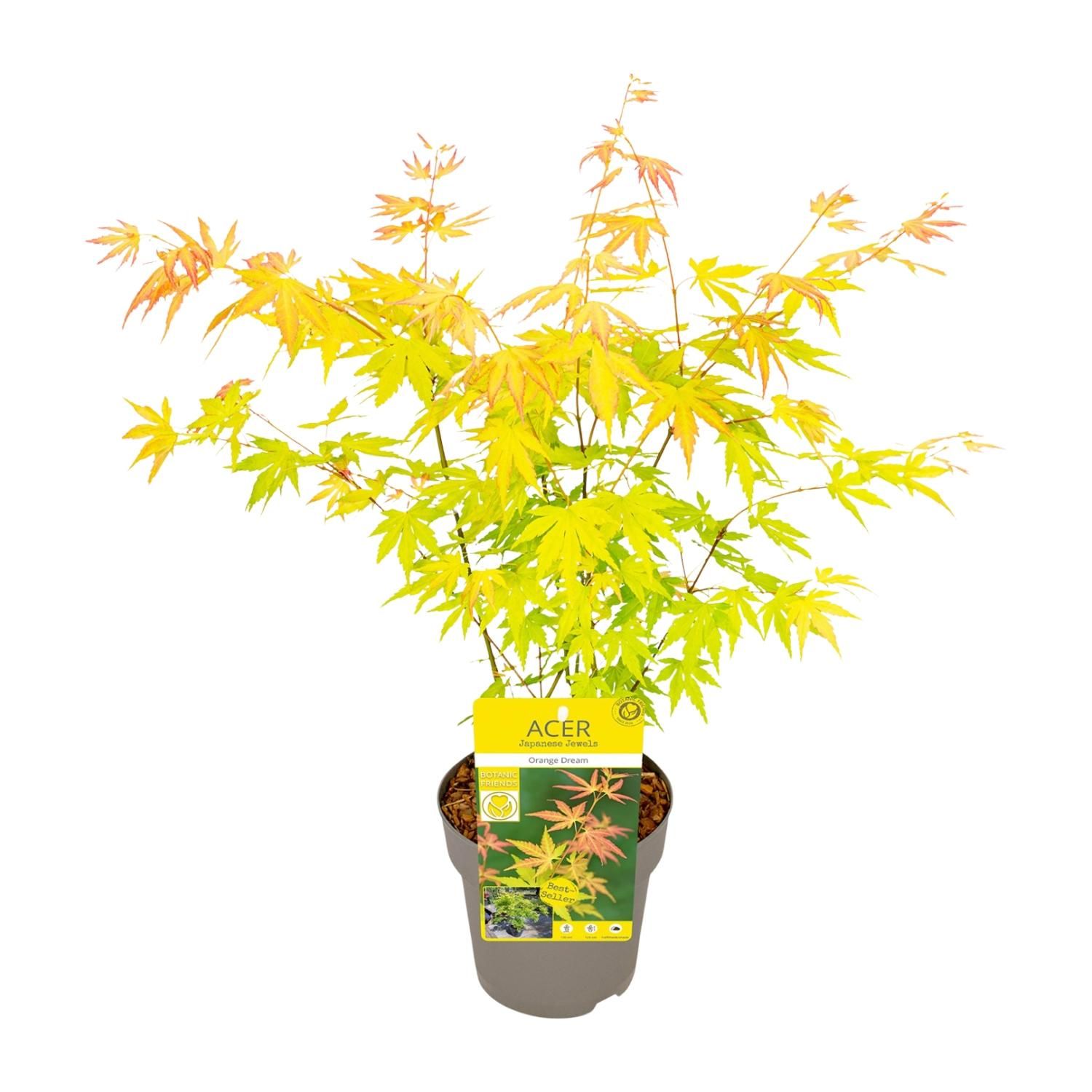 Son & koot Acer palmatum Orange Dream (8718182418231)