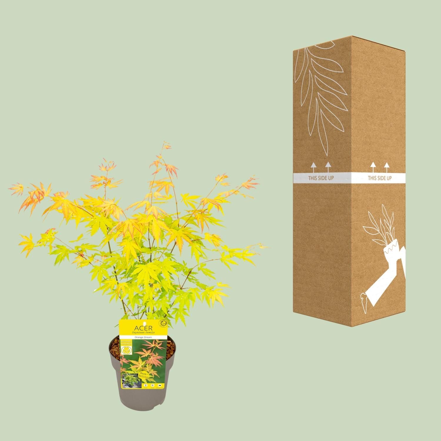 Son & koot Acer palmatum Orange Dream (8718182418231)