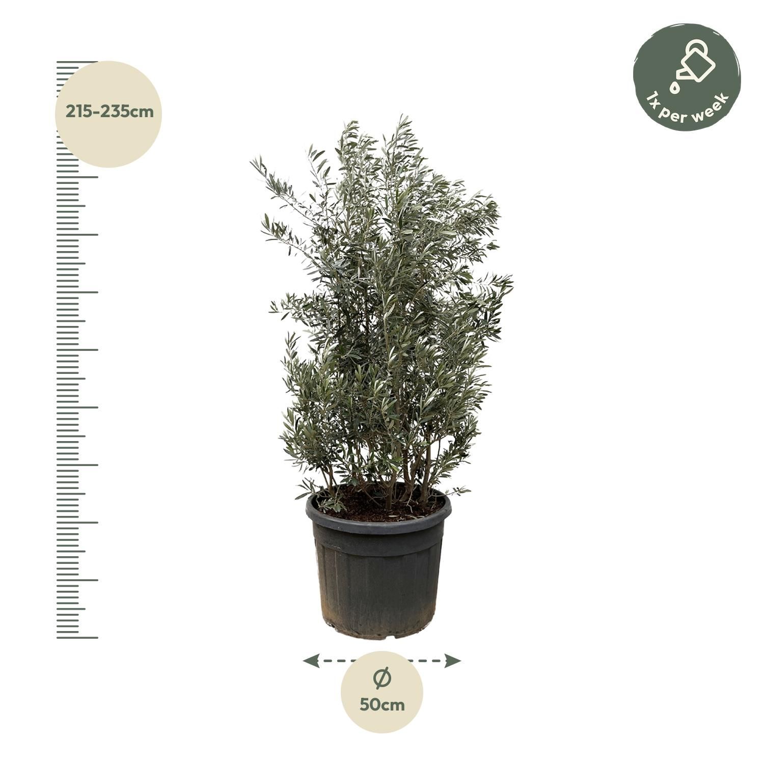 Olea Europaea struik - 225cm- Ø50 (8721055693093)