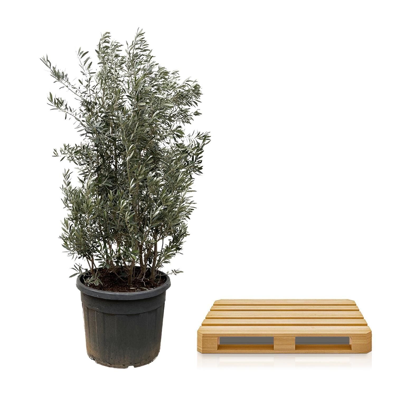 Olea Europaea struik - 225cm- Ø50 (8721055693093)