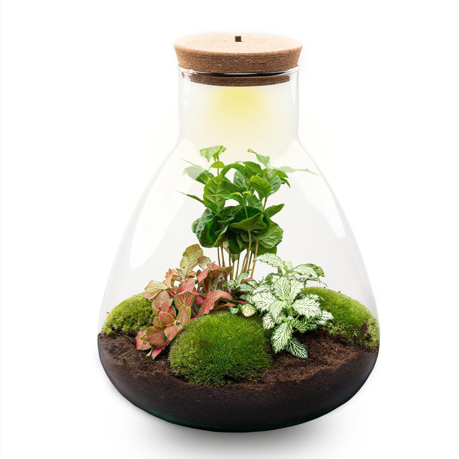 DIY terrarium - Sam Coffea met lamp - Normal (8720726958301)