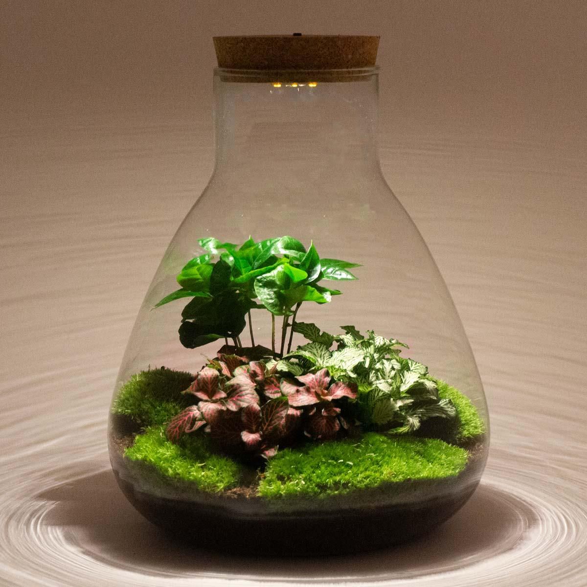 DIY terrarium - Sam Coffea met lamp - Normal (8720726958301)