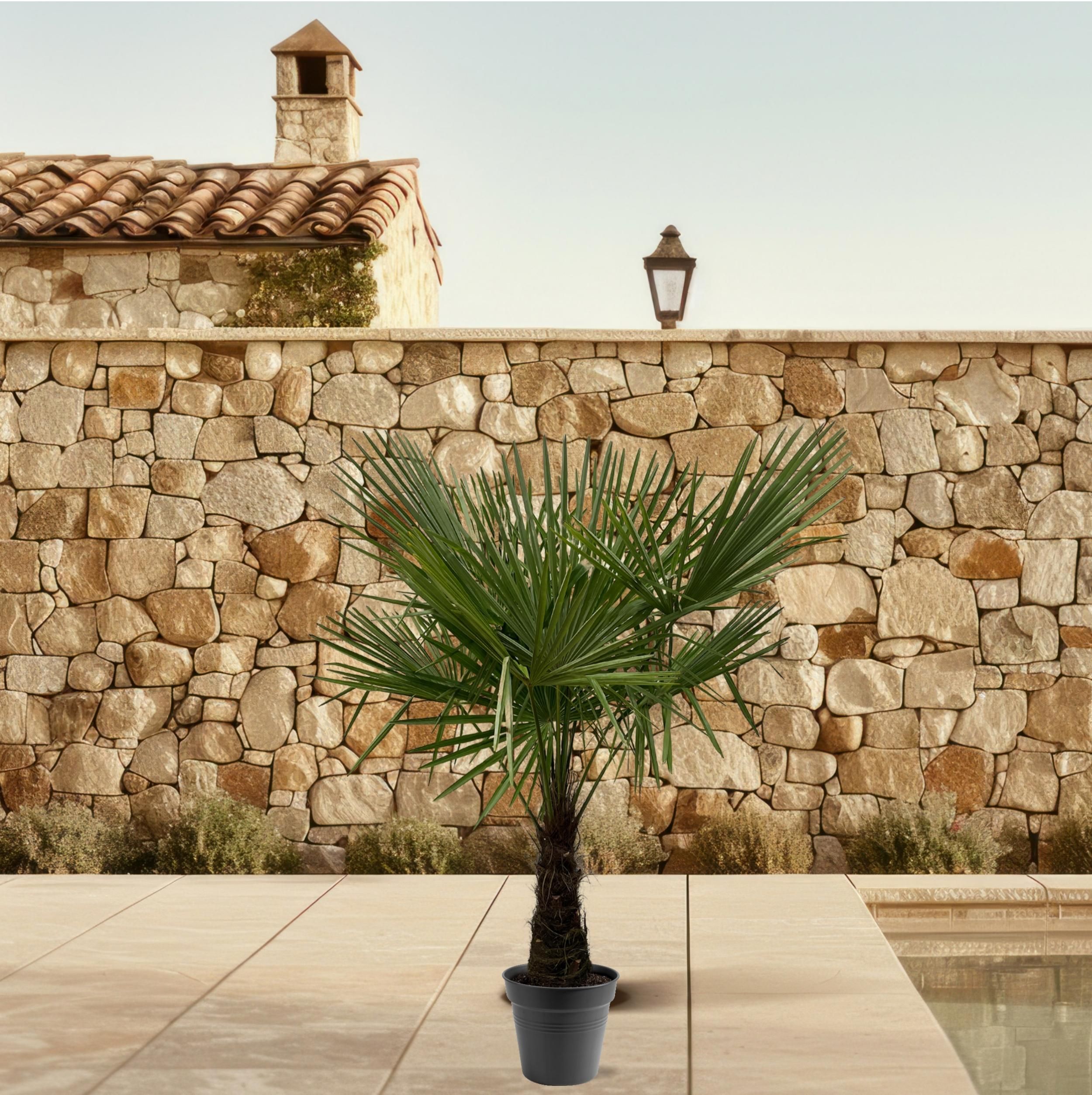 Trachycarpus Fortuneii - 160-180cm - Ø30 (8721055693116)