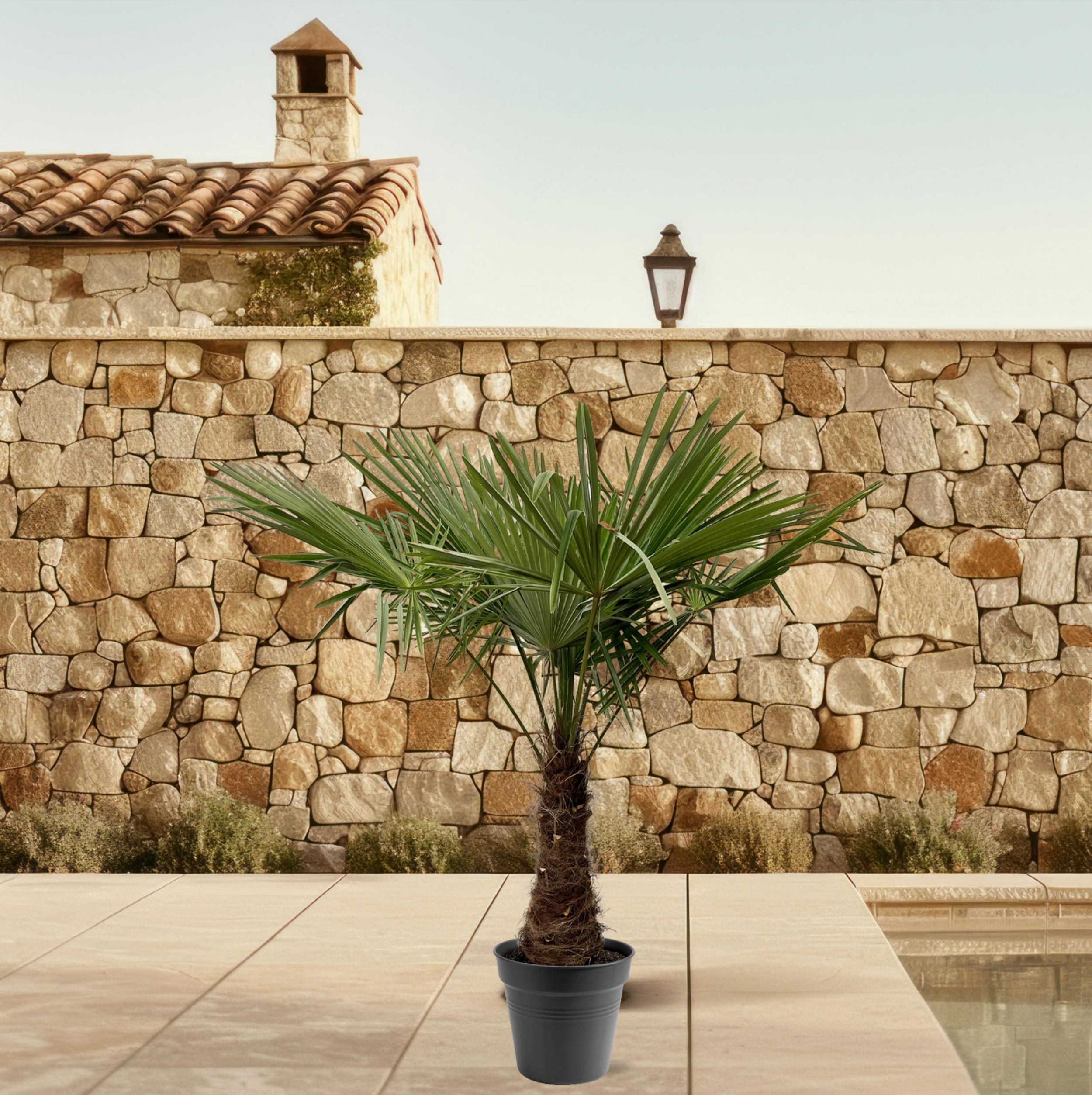 Trachycarpus Fortuneii - 220 (8721055693109)