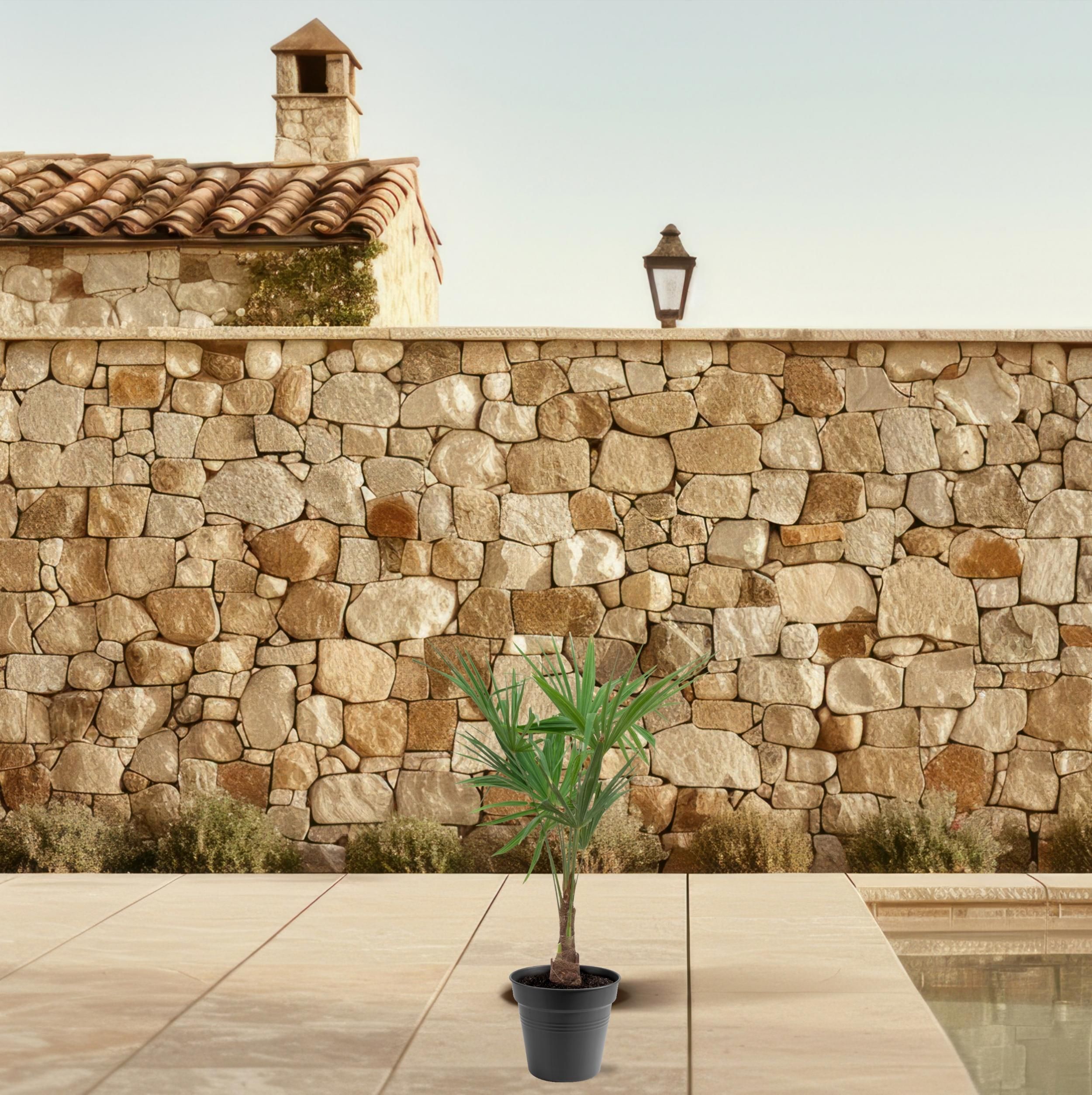 Trachycarpus Fortunei - 90-100cm - Ø21 (8721055694182)