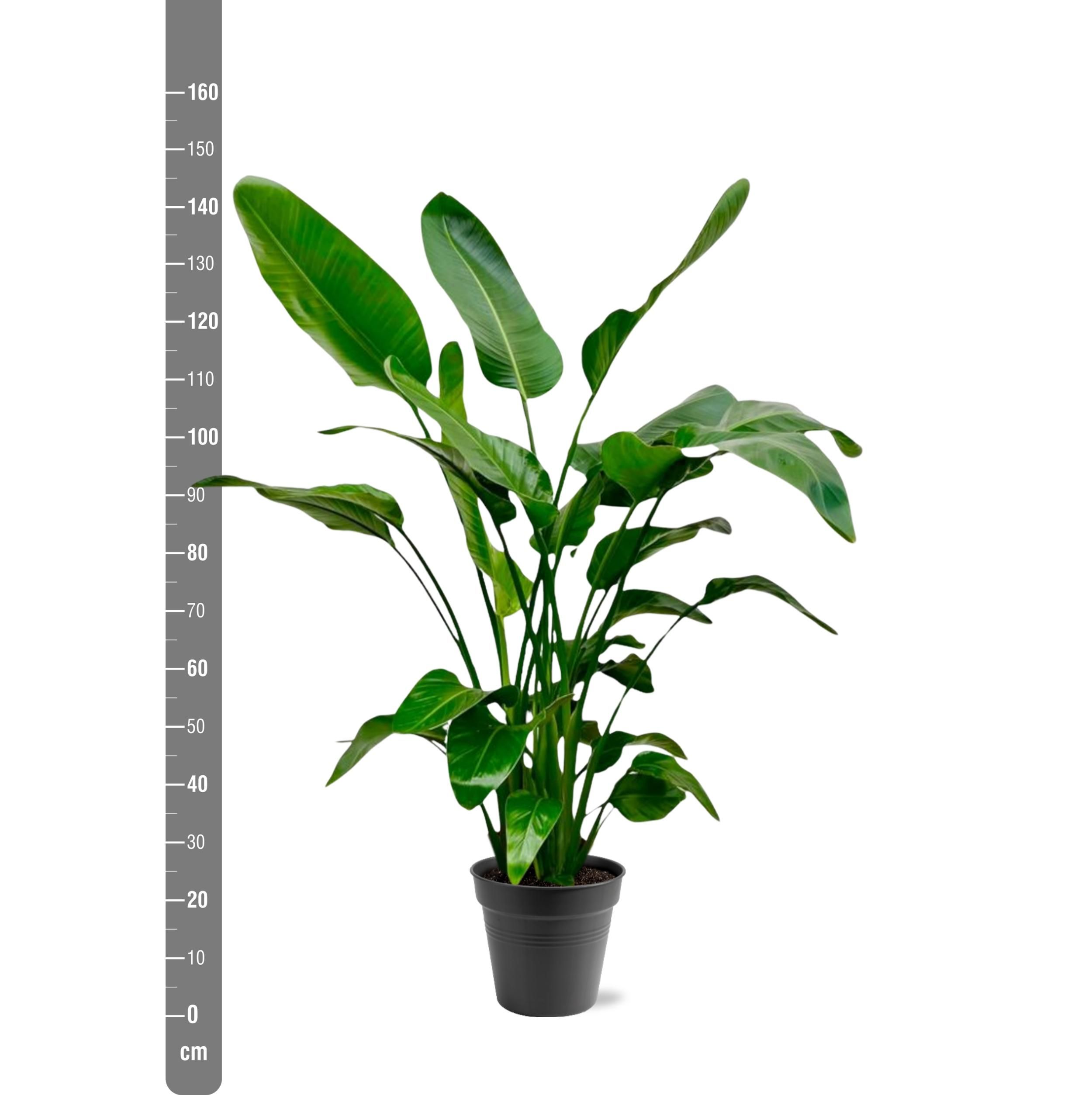 Strelitzia Nicolai - 140 (8721055691952)