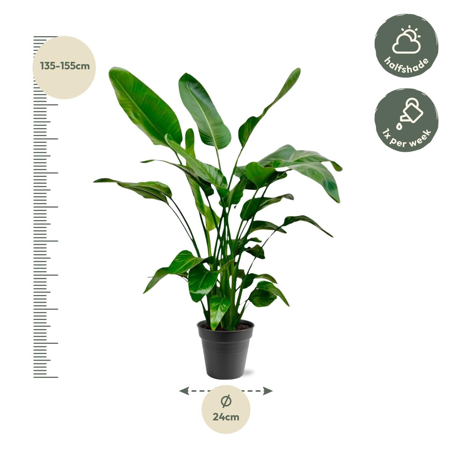 Strelitzia Nicolai - 140 (8721055691952)