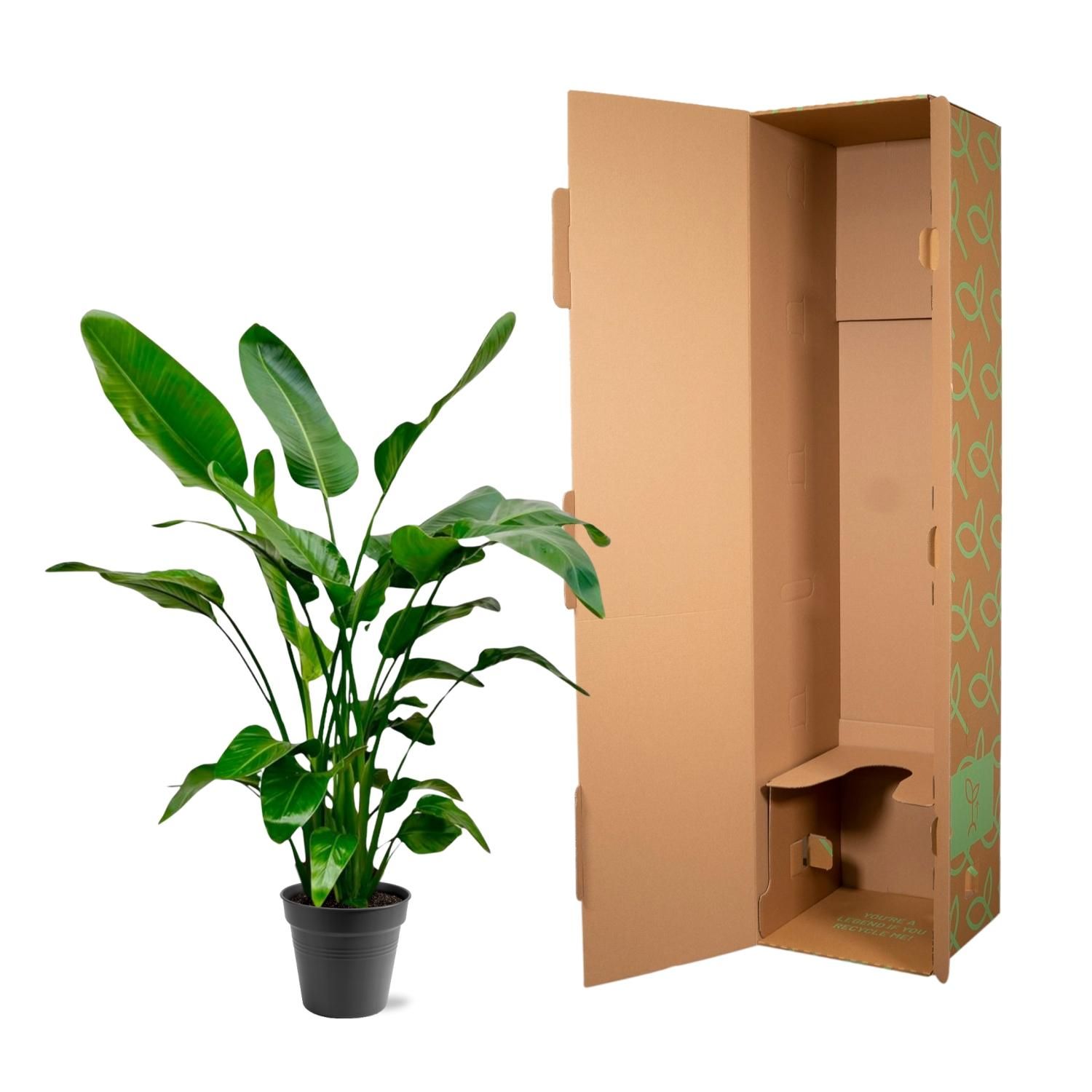 Strelitzia Nicolai - 140 (8721055691952)
