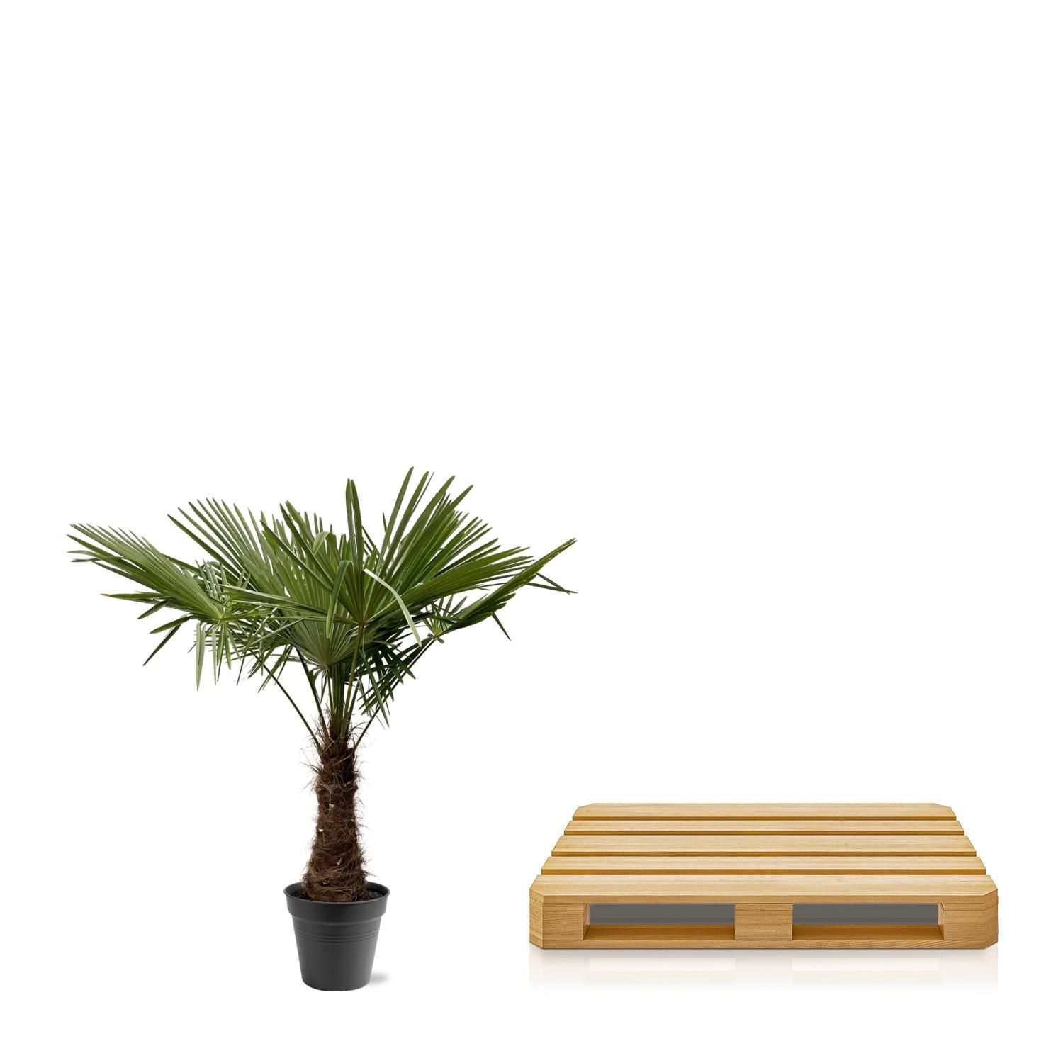 Trachycarpus Fortuneii - 220 (8721055693109)