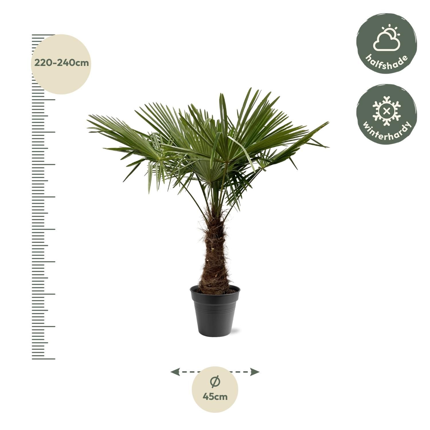 Trachycarpus Fortuneii - 220 (8721055693109)