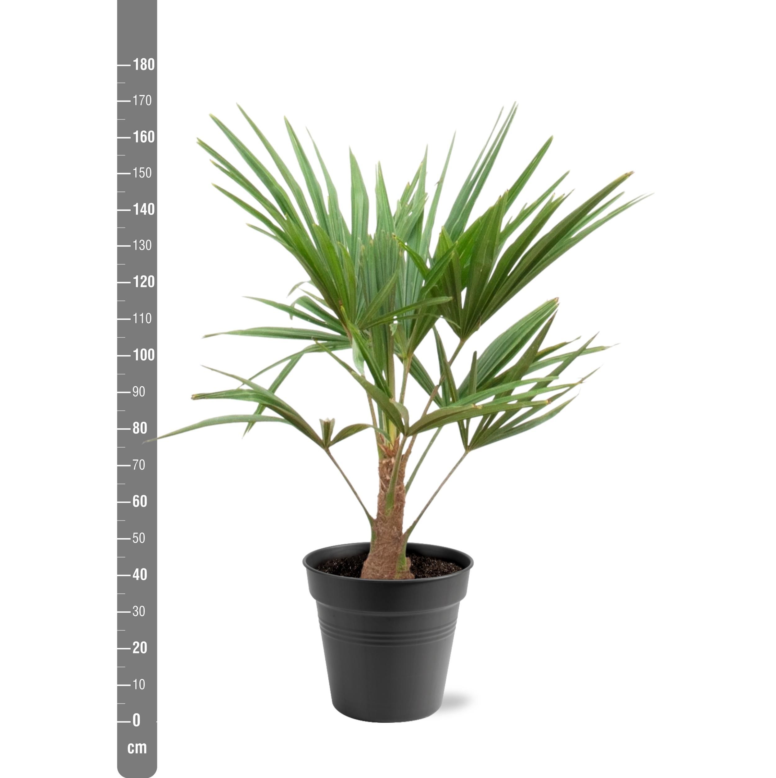 Trachycarpus Fortunei - 90-100cm - Ø21 (8721055694182)