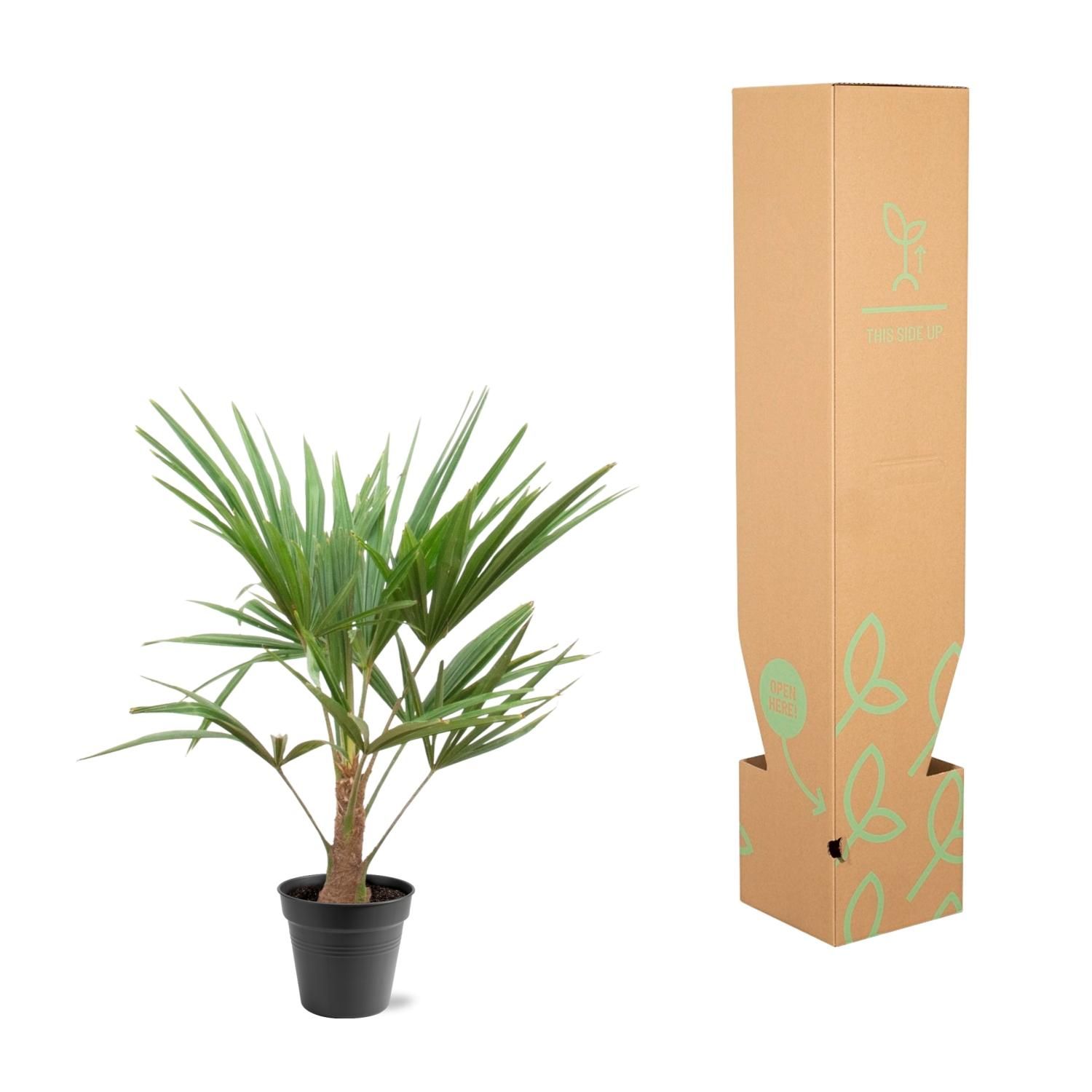 Trachycarpus Fortunei - 90-100cm - Ø21 (8721055694182)